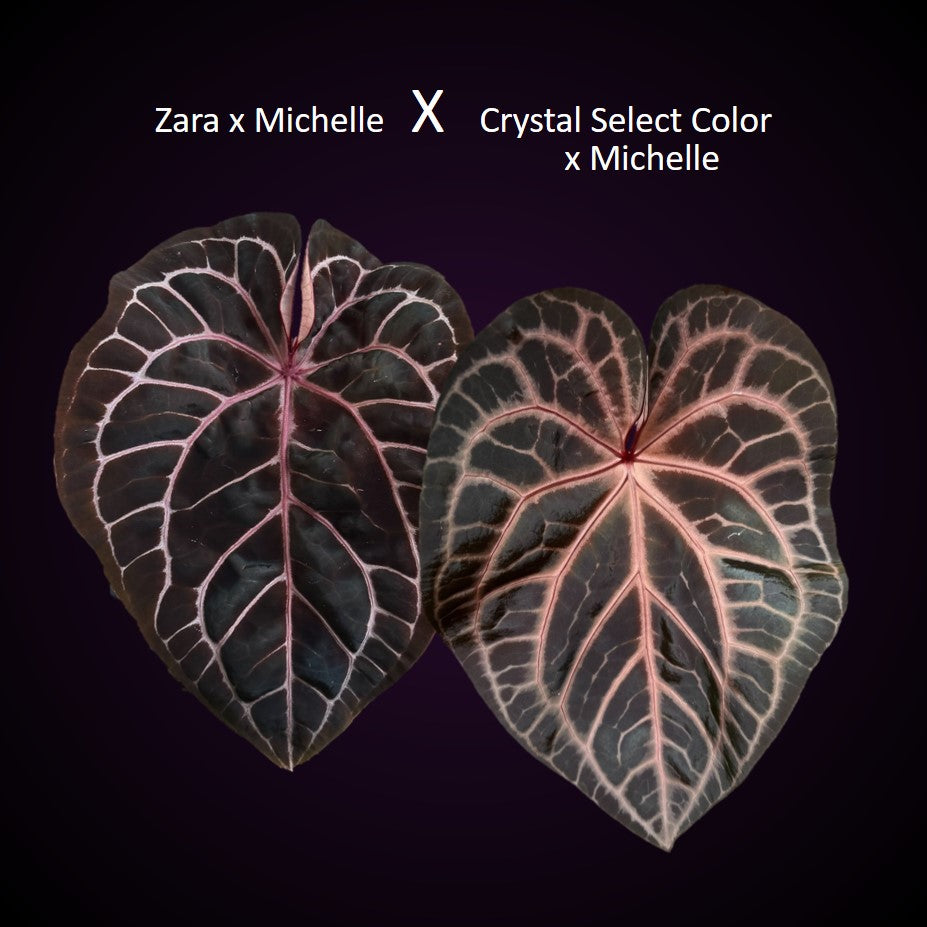*Birthday SPECIAL* Anthurium Red Crystallinum Hybrid Set
