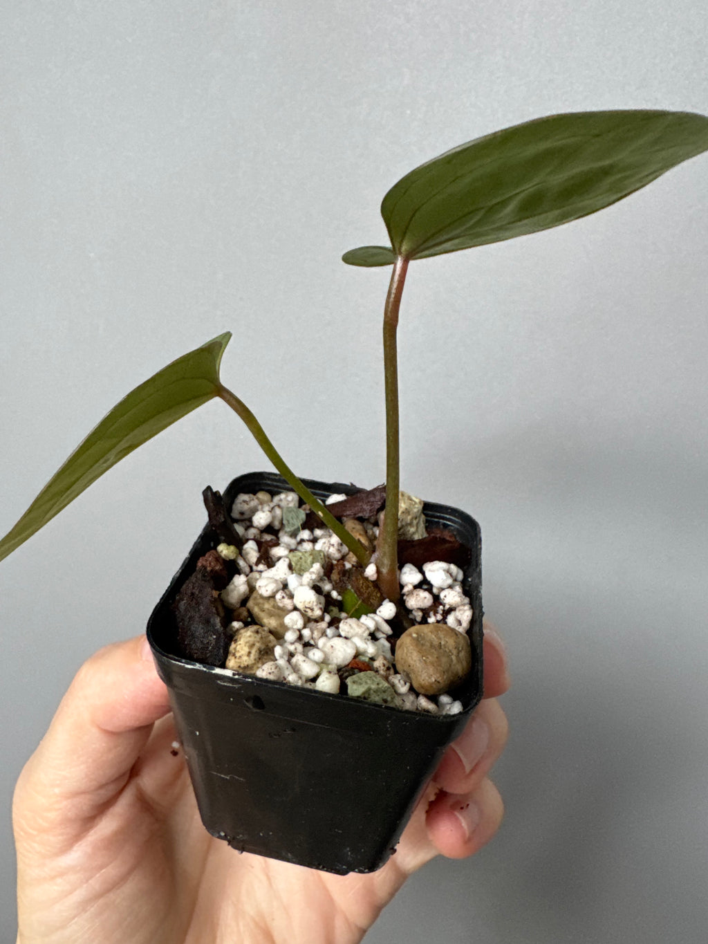 Anthurium (Indo Port x KOS) x (KOS x forgetii)