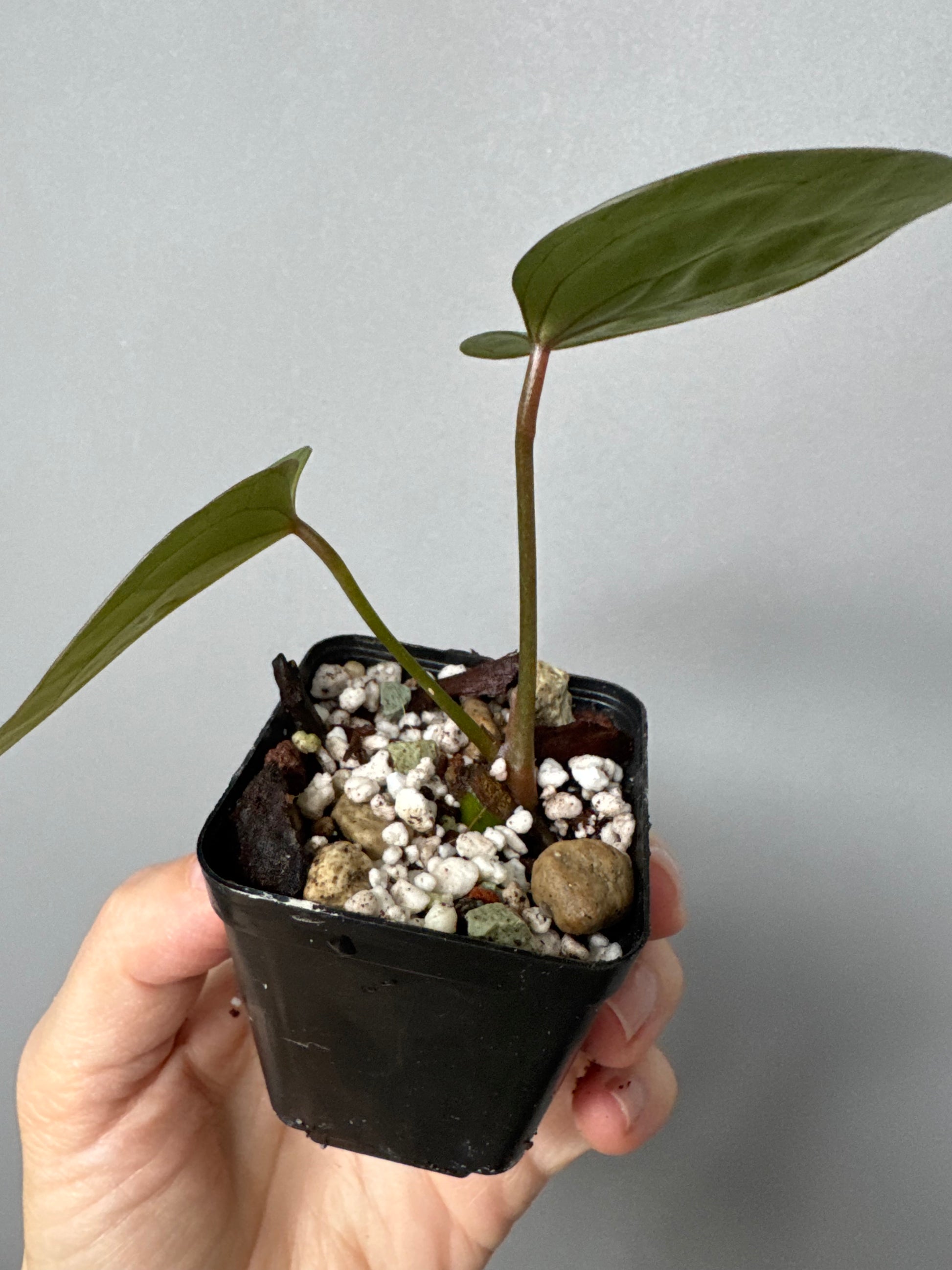 Anthurium (Indo Port x KOS) x (KOS x forgetii)