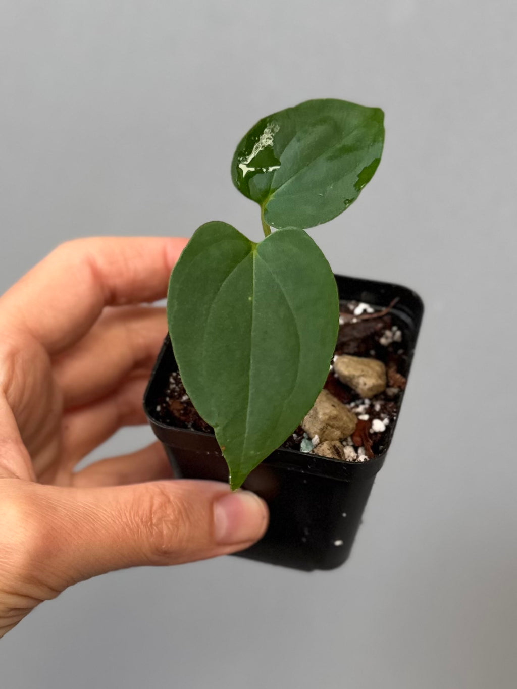 Anthurium papillilaminum ‚Fort Sherman‘ Klon (from abeliaplants)