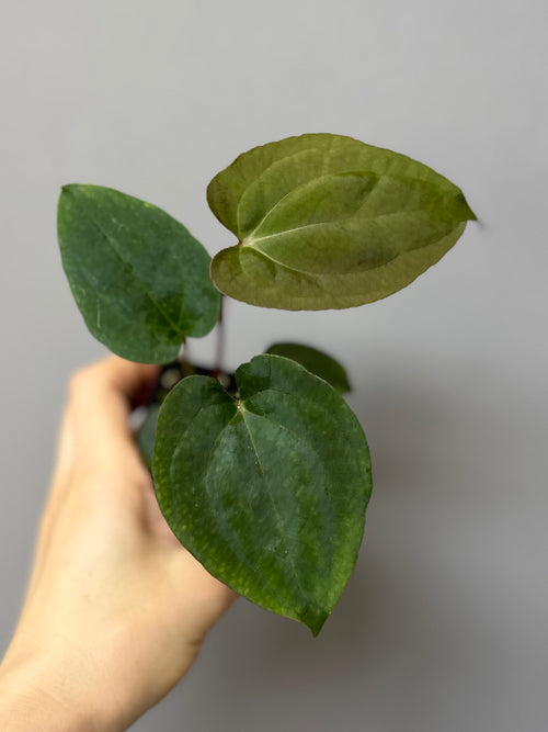 (Papillilaminum Daniel x Besseae aff.) X RVDP