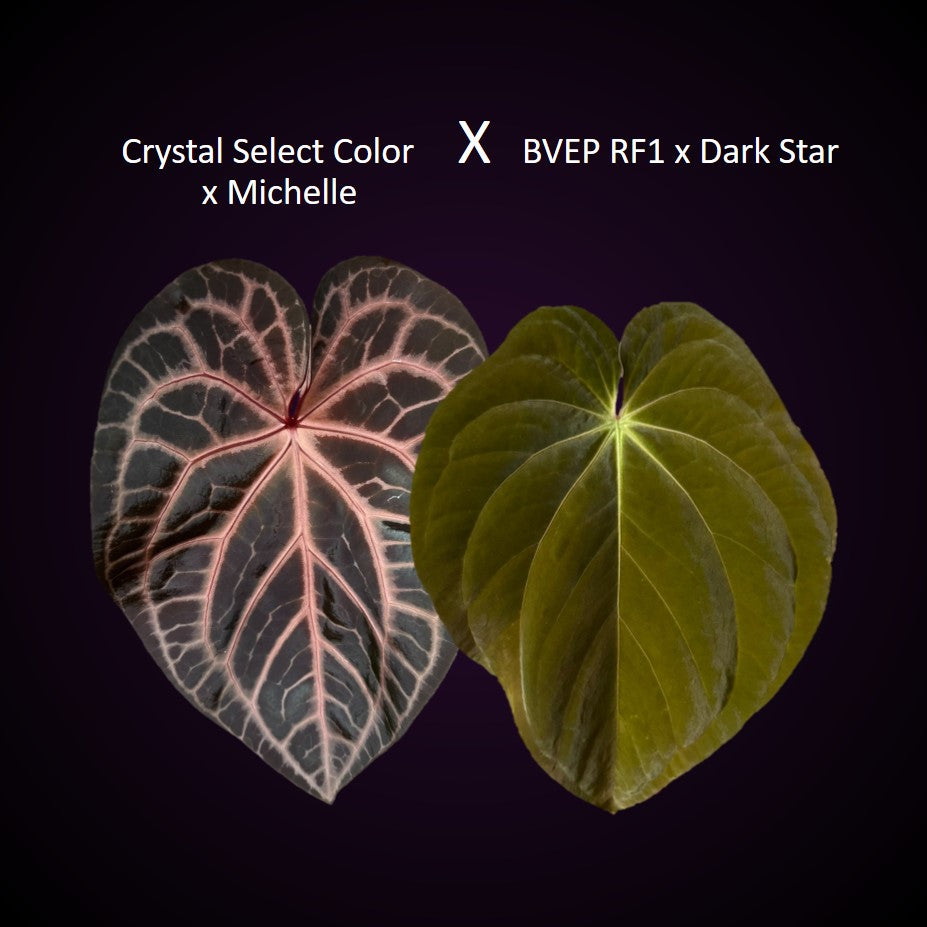 *Birthday SPECIAL* 2x Anthurium (Crystal Select Color x M) x (BVEP RF1xDark Star)