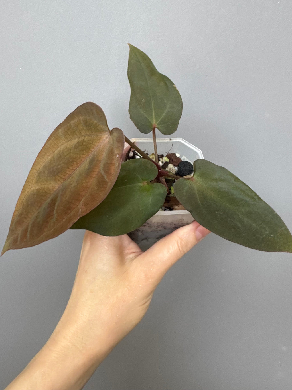 Anthurium BVEP x (Red Crystallinum x BVEP)