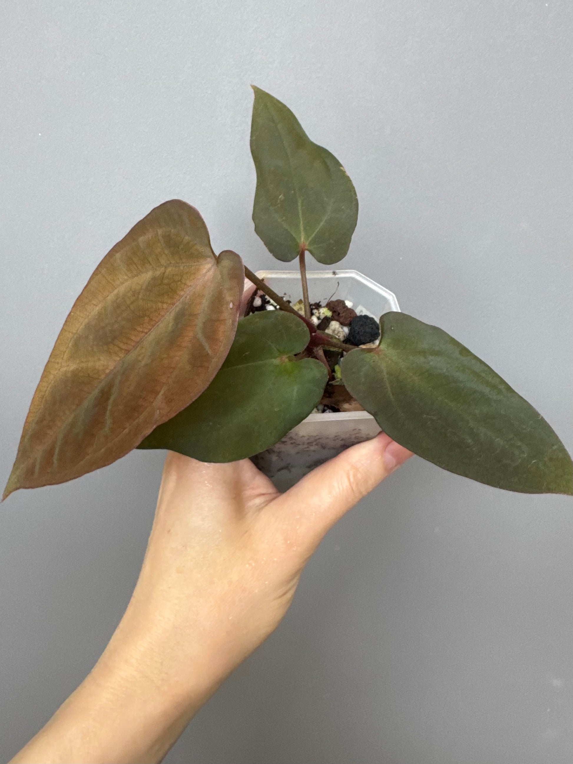 Anthurium BVEP x (Red Crystallinum x BVEP)