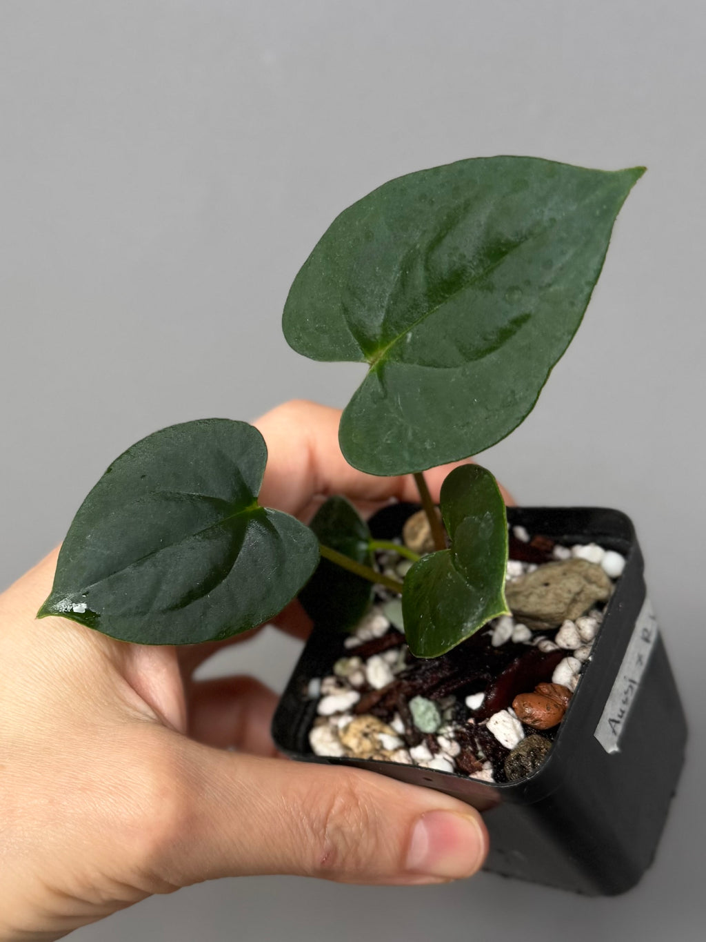 Anthurium ((Midnight Velvet x Red Studd) x NSE CarlaX) x RVDP