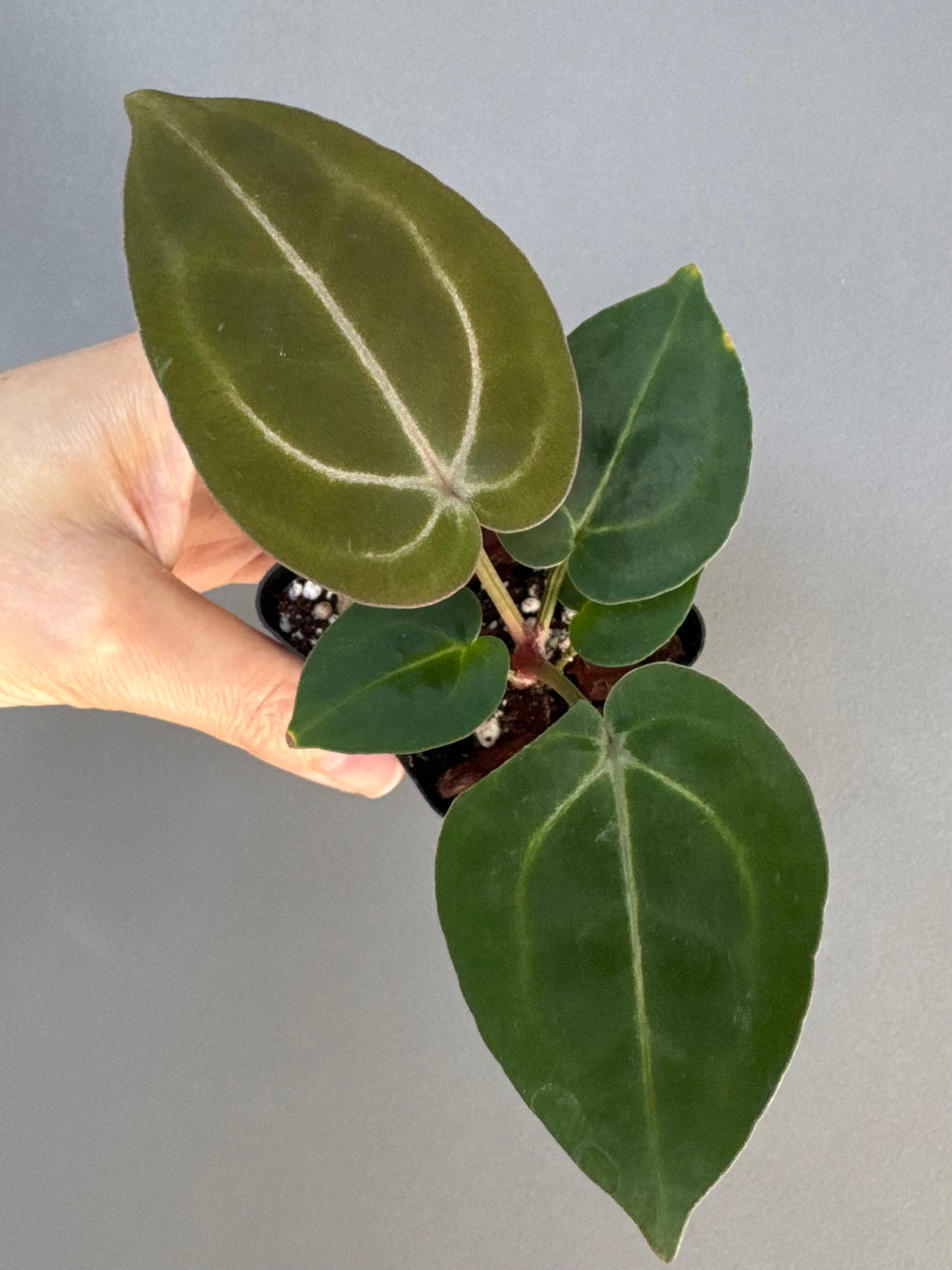 Anthurium (ZxM) x (NSE Red Crystallinum x Carlablackiae)