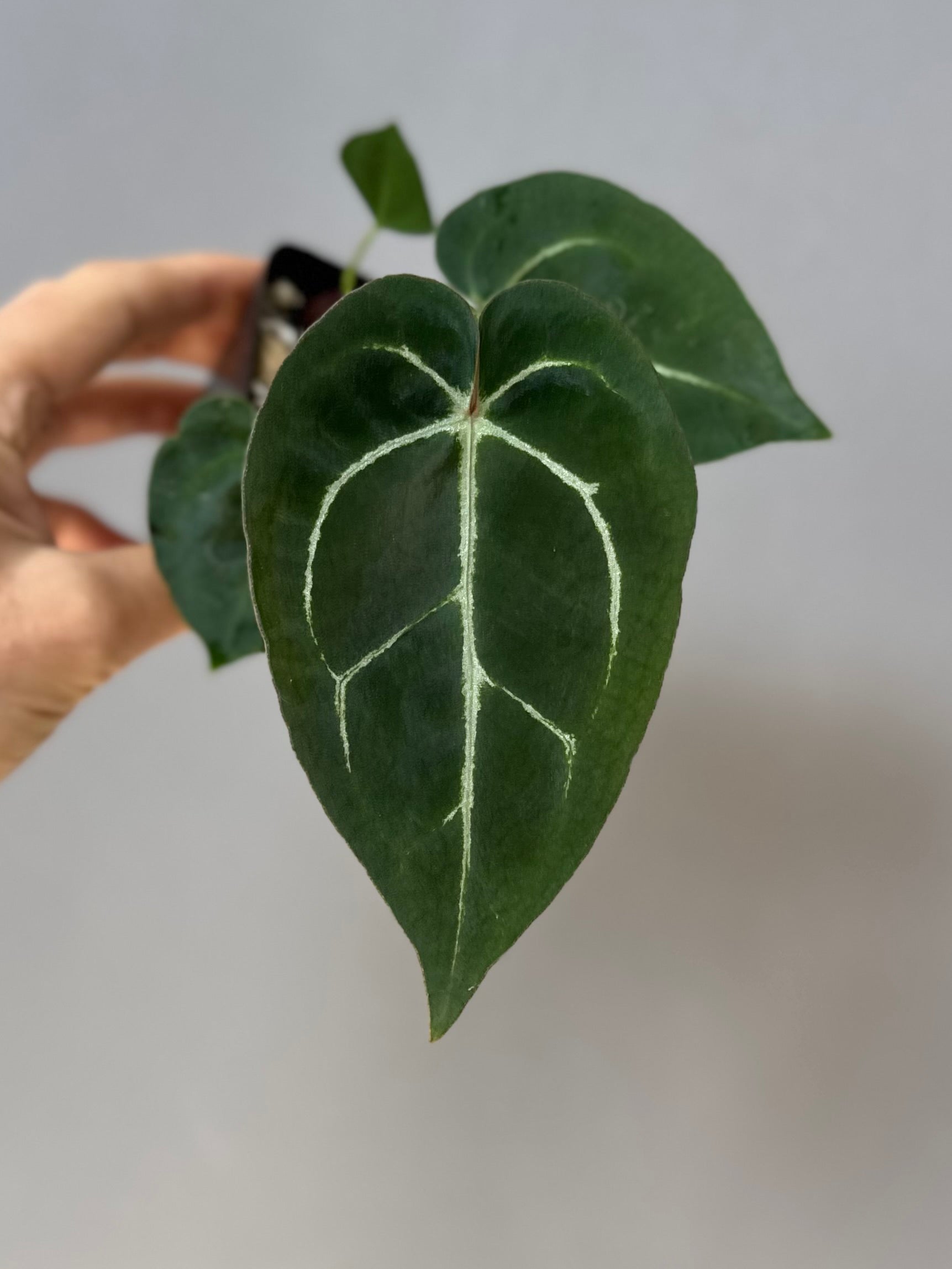 Anthurium crystallinum x (NSE Red Crystallinum x Carlablackiae)
