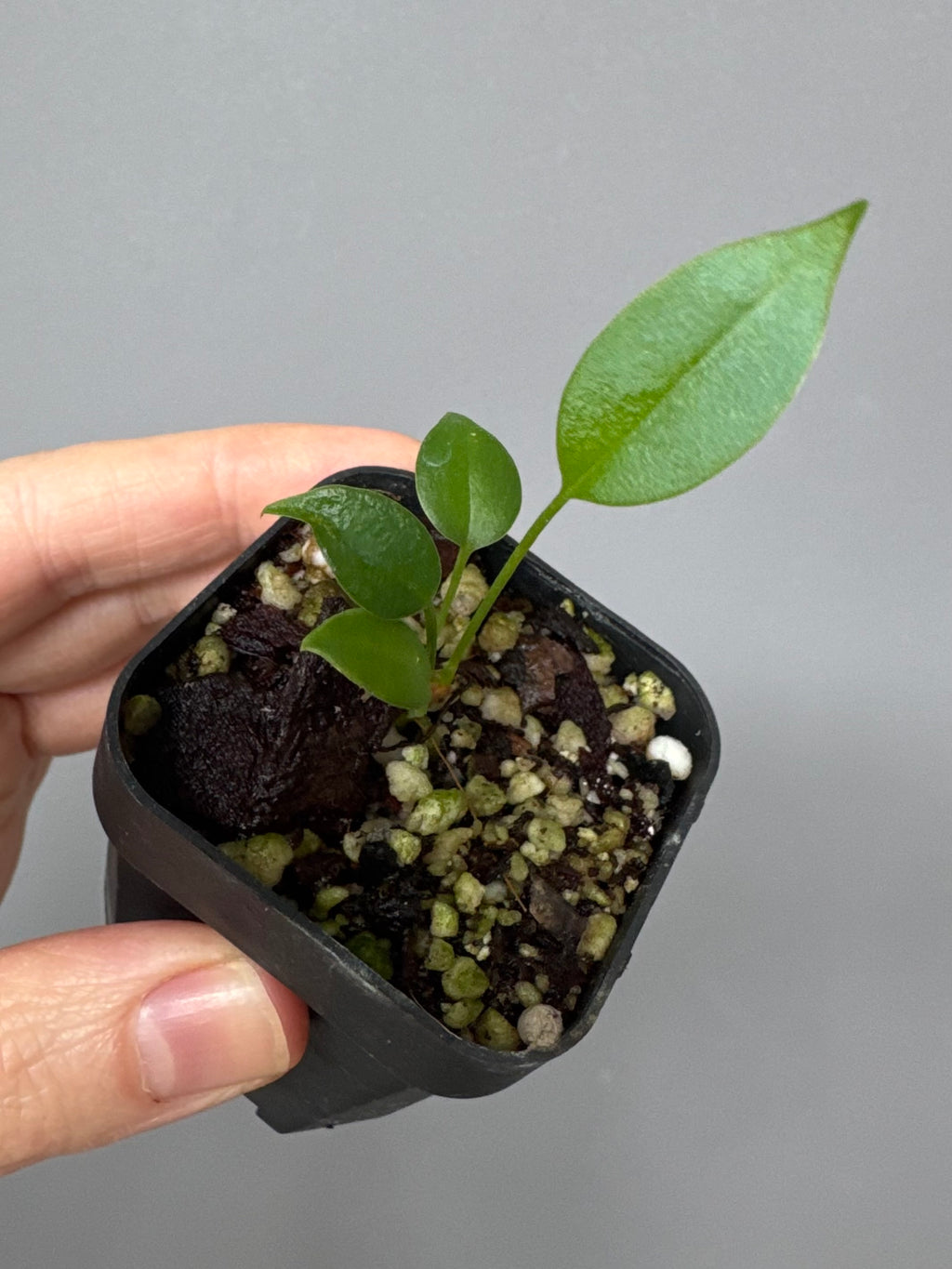 Anthurium wendlingeri