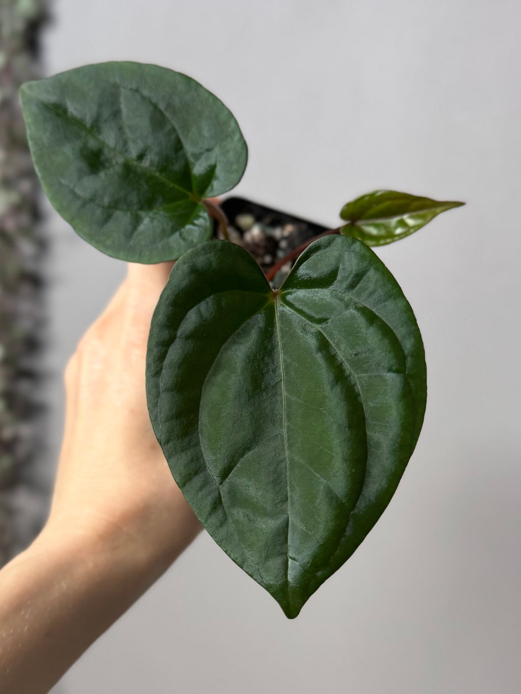 (Papillilaminum Daniel x Besseae aff.) X RVDP