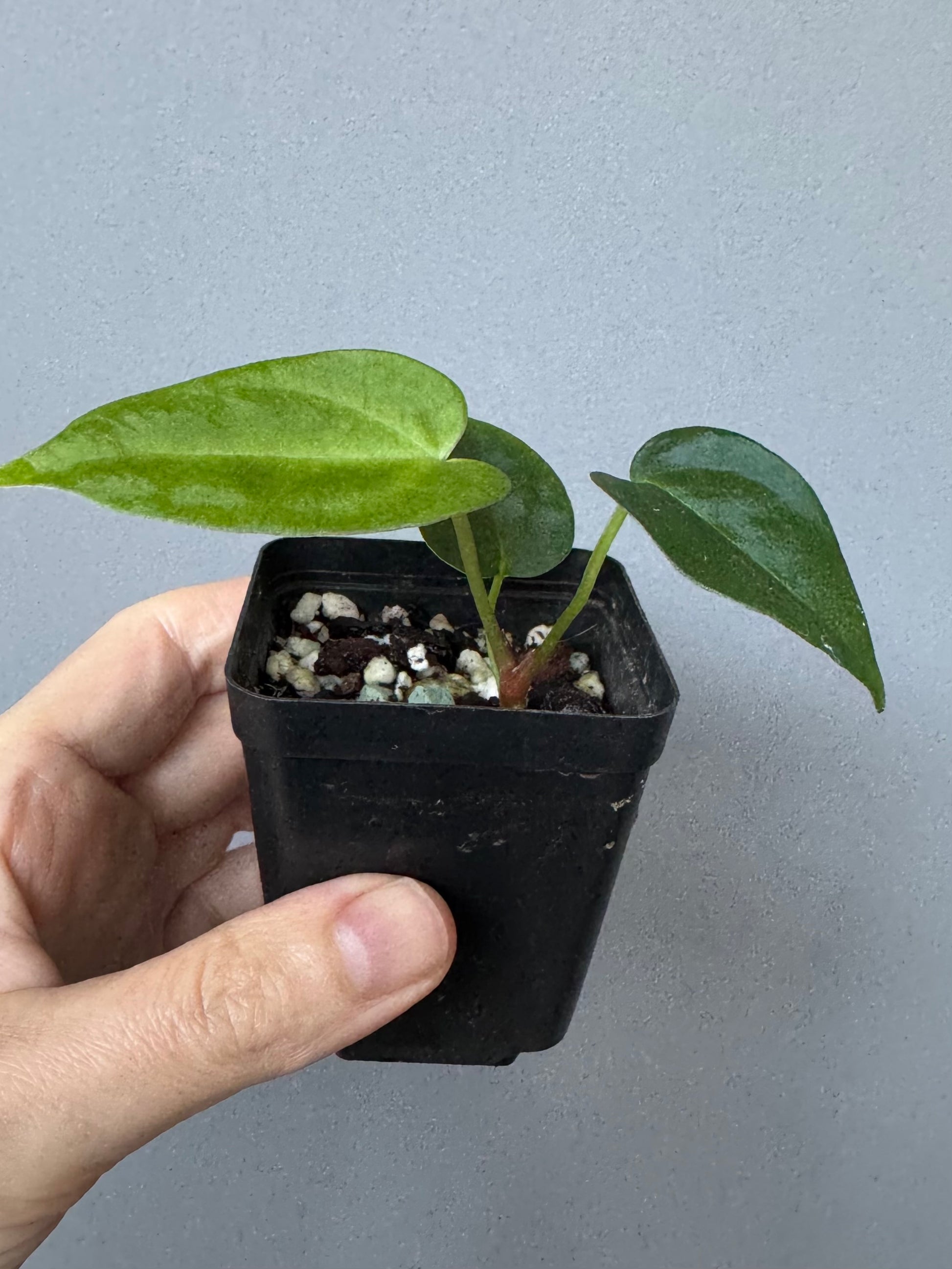 Anthurium (NoID x papi Indo) x (DHxRVC)