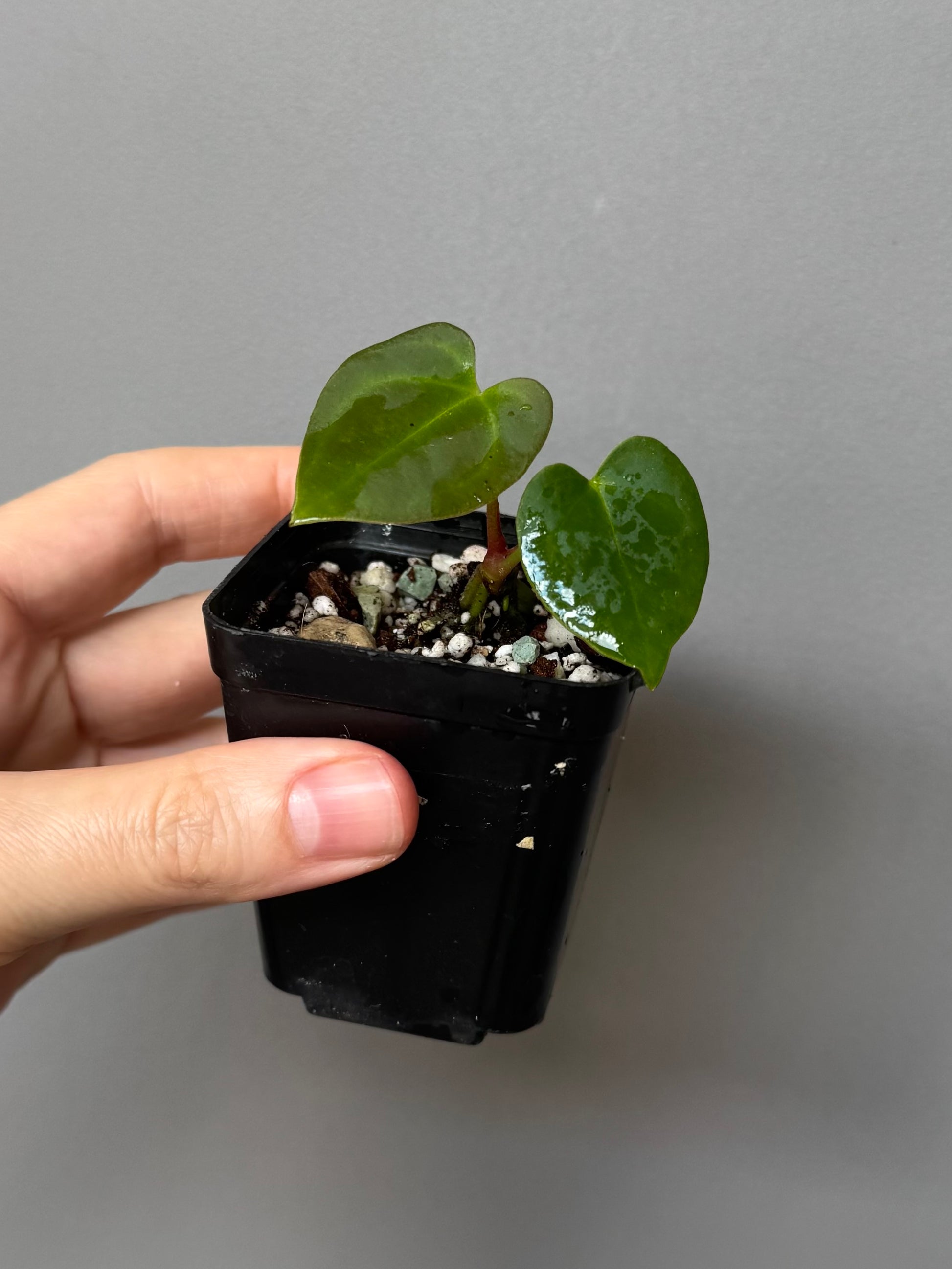 Anthurium forgetii x (besseae black x BVEP)