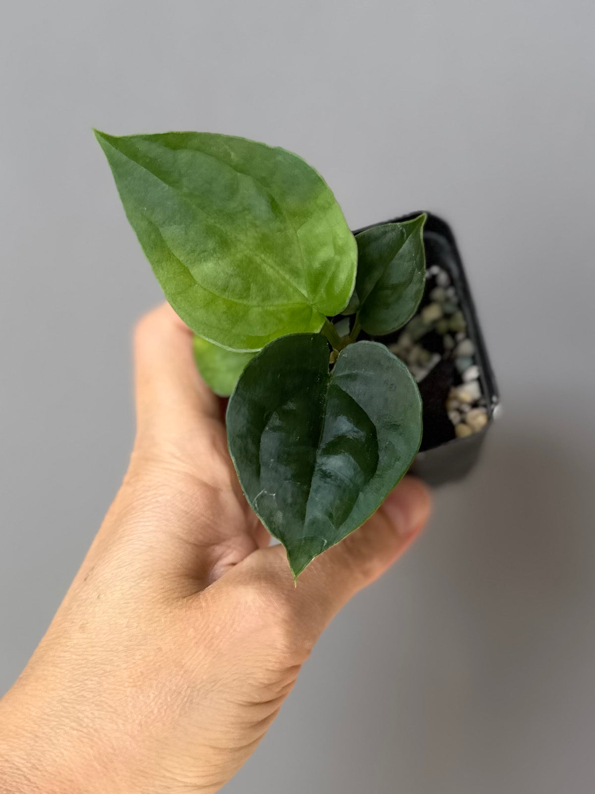 Anthurium (luxurians x forgetii) x besseae aff. (#1)
