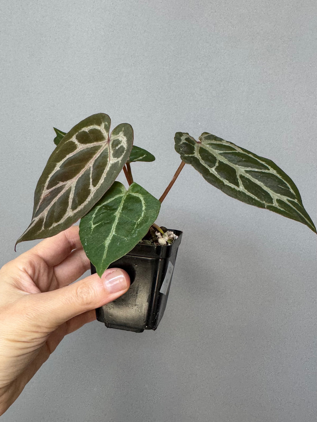 Anthurium Silver Blush x Michelle