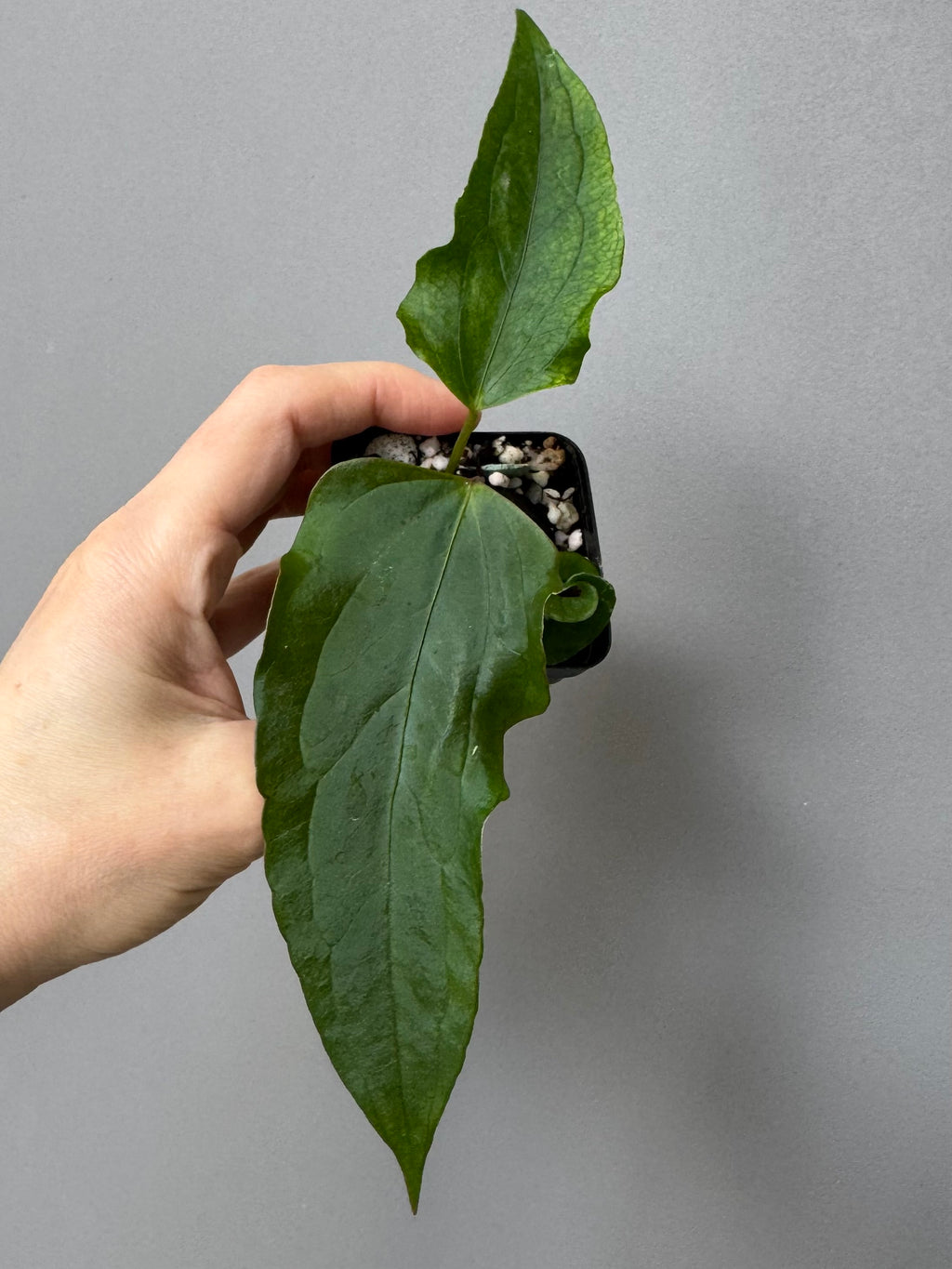 Anthurium Subsignatum Velvet x Ralph Lynam clone (#1) (by mathiuxaroid)