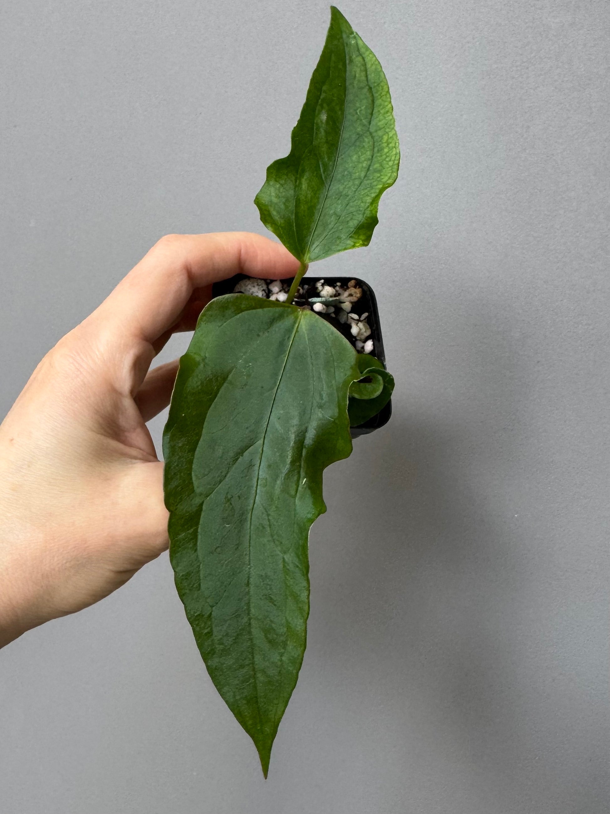 Anthurium Subsignatum Velvet x Ralph Lynam clone (#1) (by mathiuxaroid)