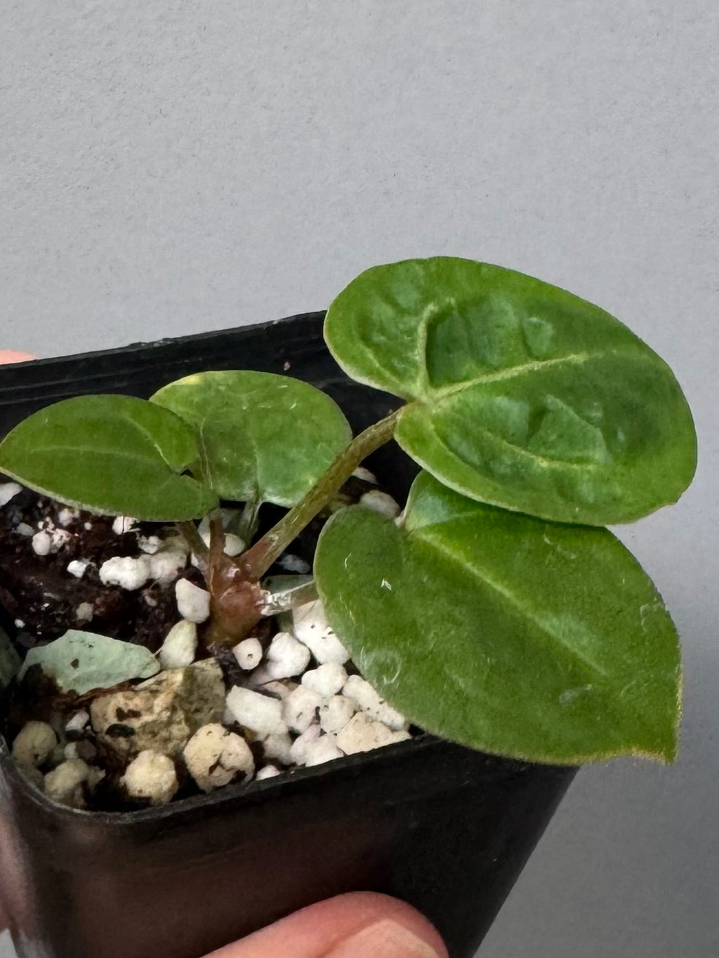 Anthurium (Brielle x Red Crystallinum) x NSE Carlablackiae