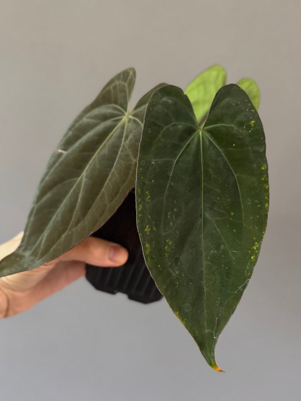 Anthurium (RG dressleri x carlablackiae ‘Amanda’) x RVDP (by variegated_stringray)
