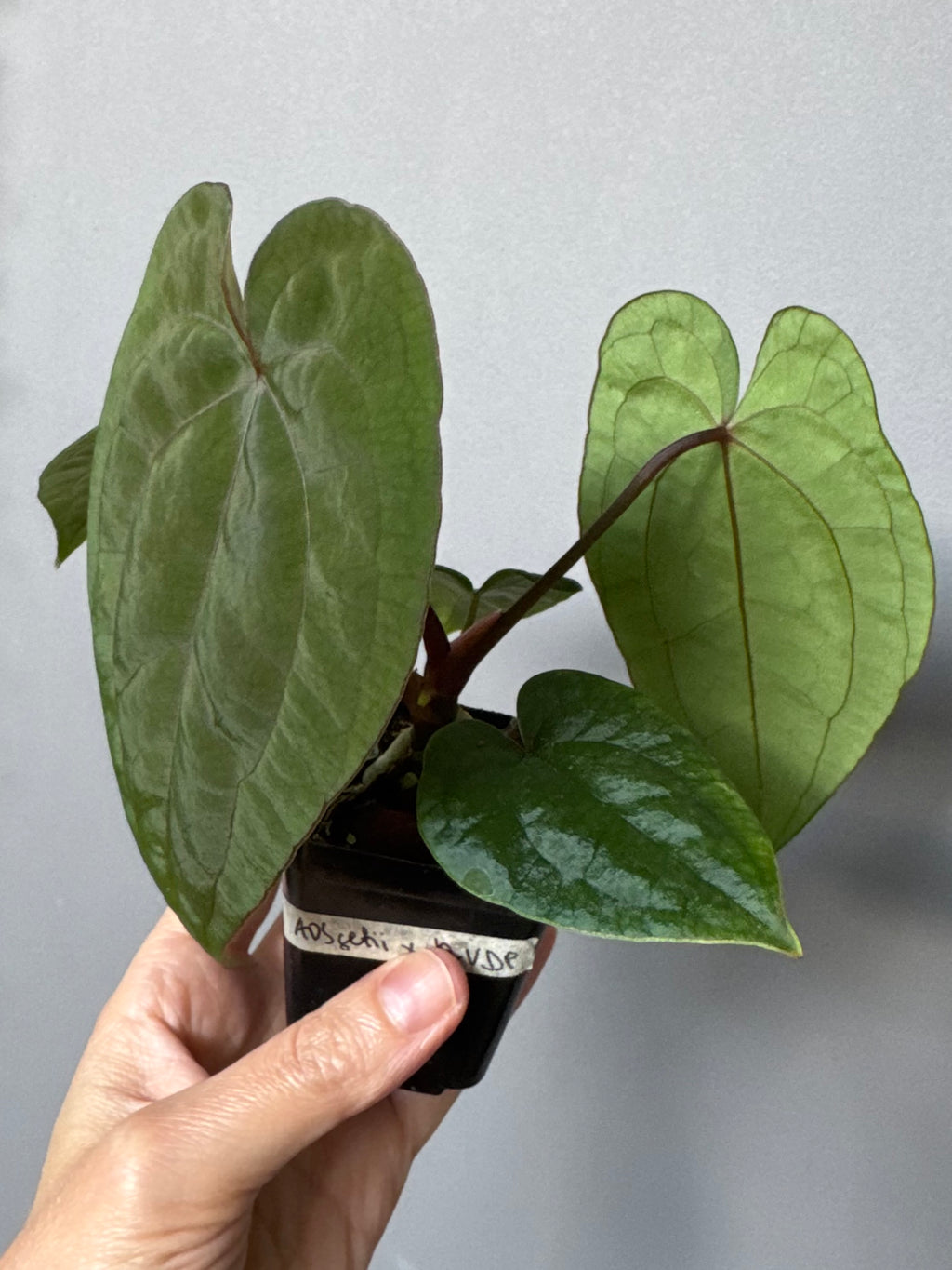 Anthurium (AOS x forgetii) x RVDP