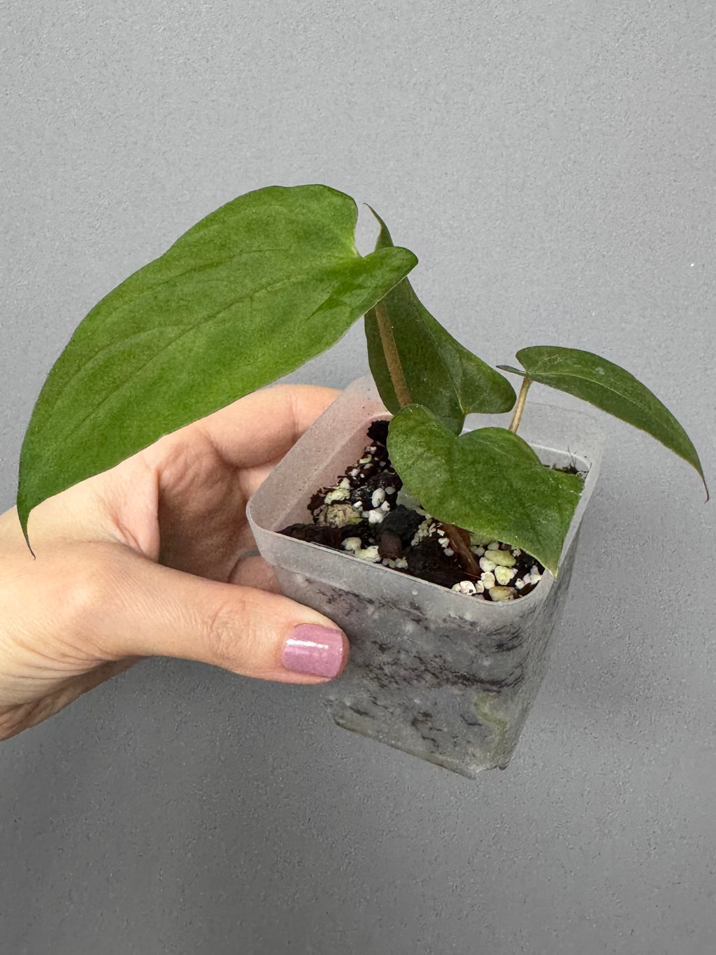 Anthurium papillilaminum ‚Fort Sherman‘ Klon (von abelia.plants)