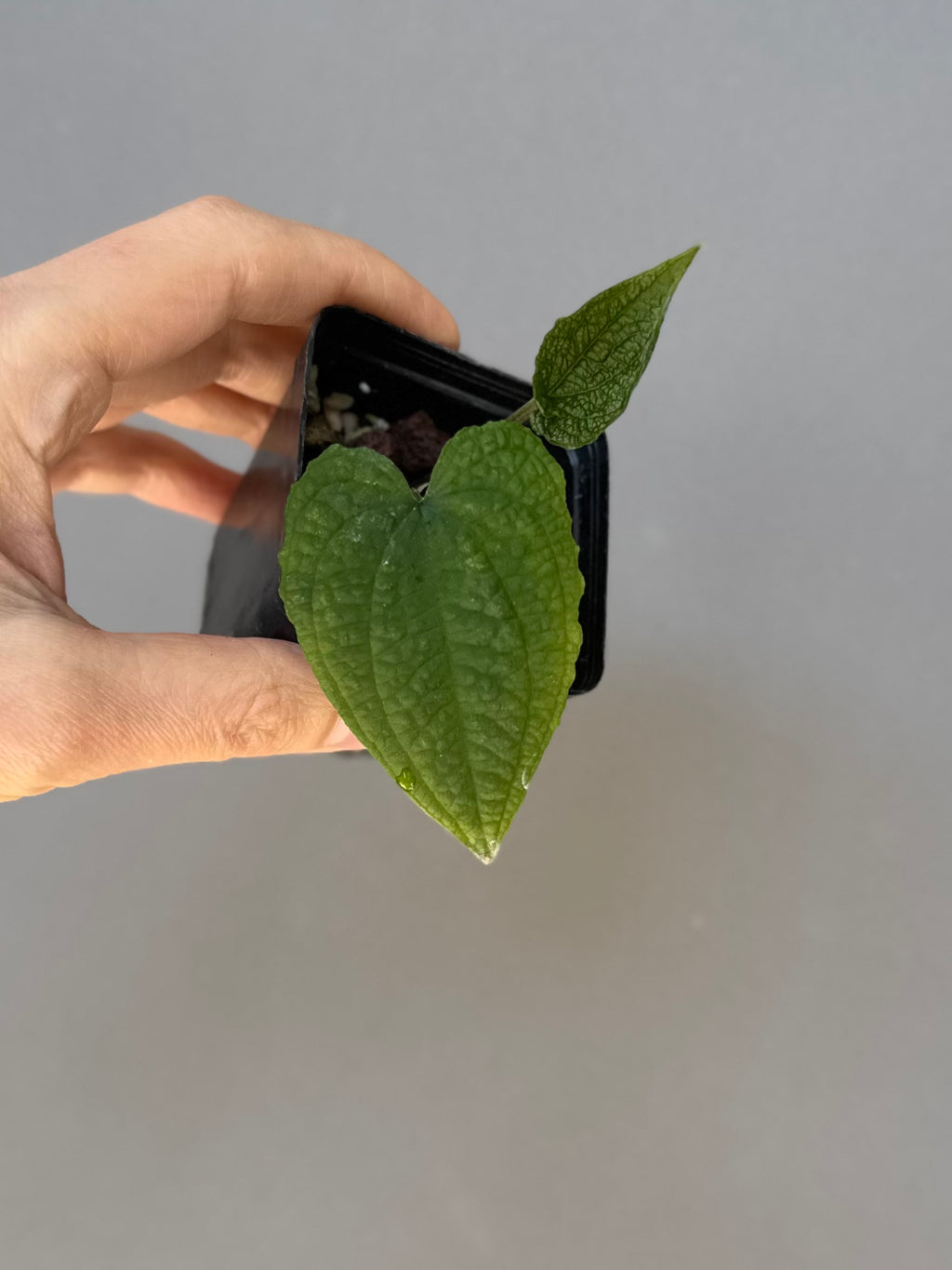 Anthurium clidemioides