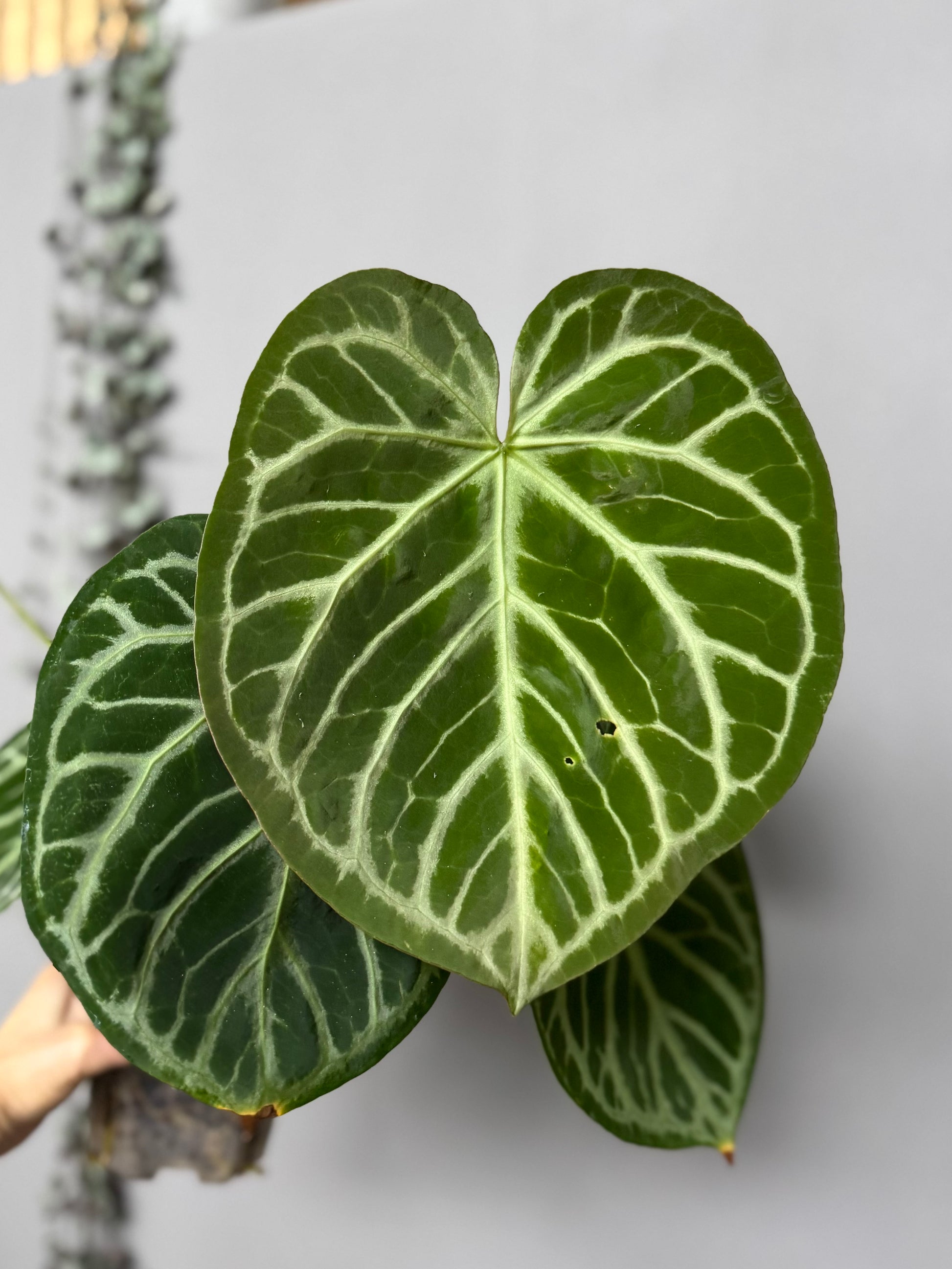 Anthurium Silver Blush x M - germinated seeds