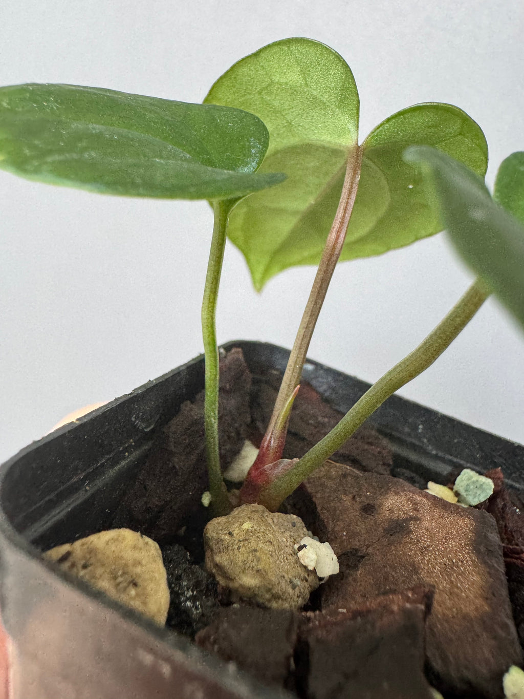 Anthurium RVDP x Carlablackiae