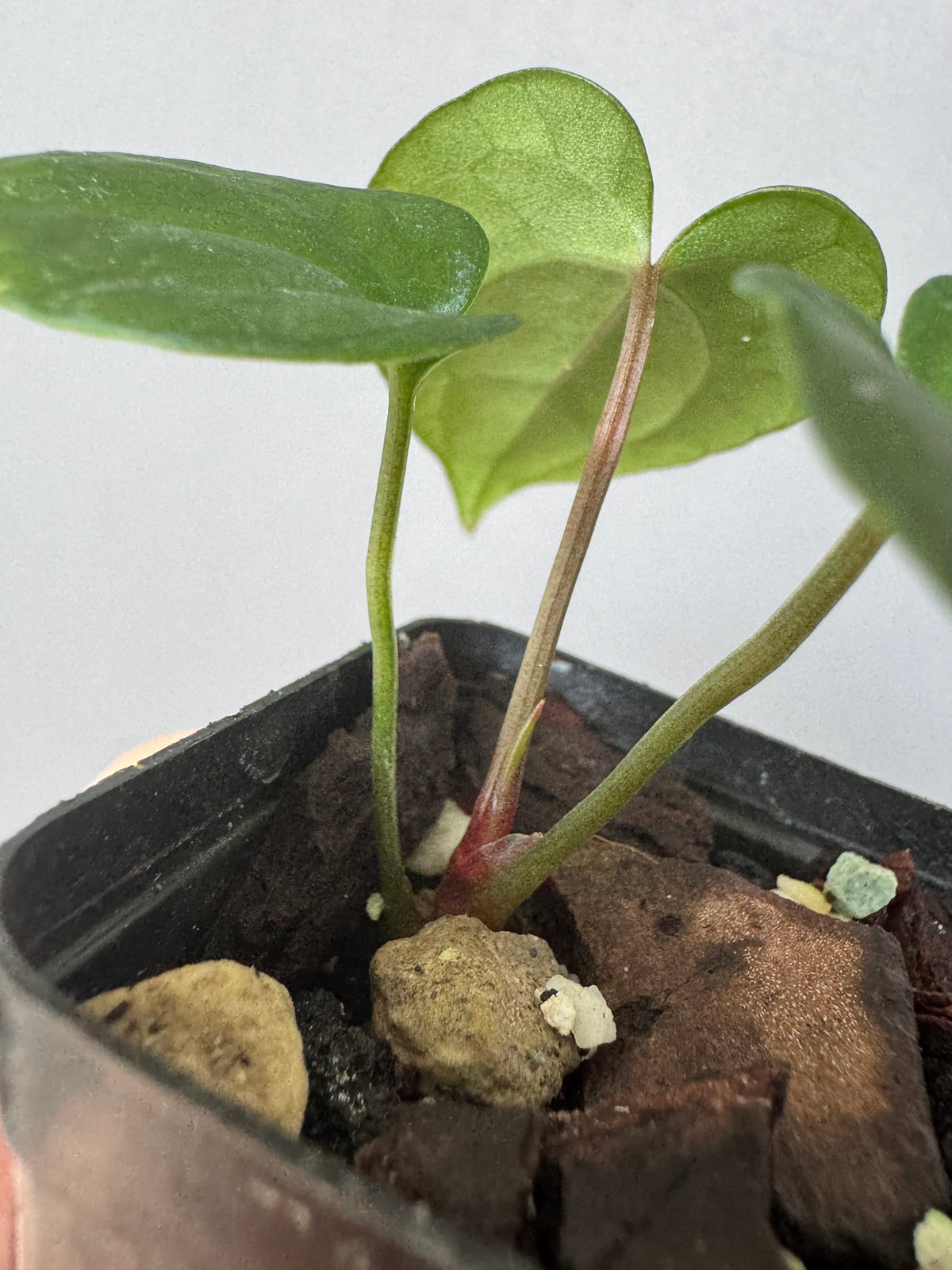 Anthurium RVDP x Carlablackiae