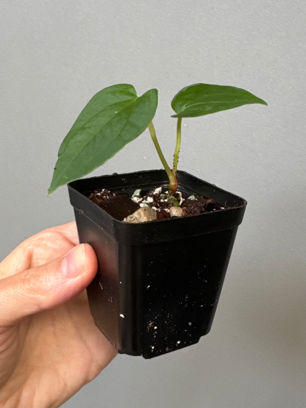 Anthurium papillilaminum ‚Fort Sherman‘ Klon (from abeliaplants)