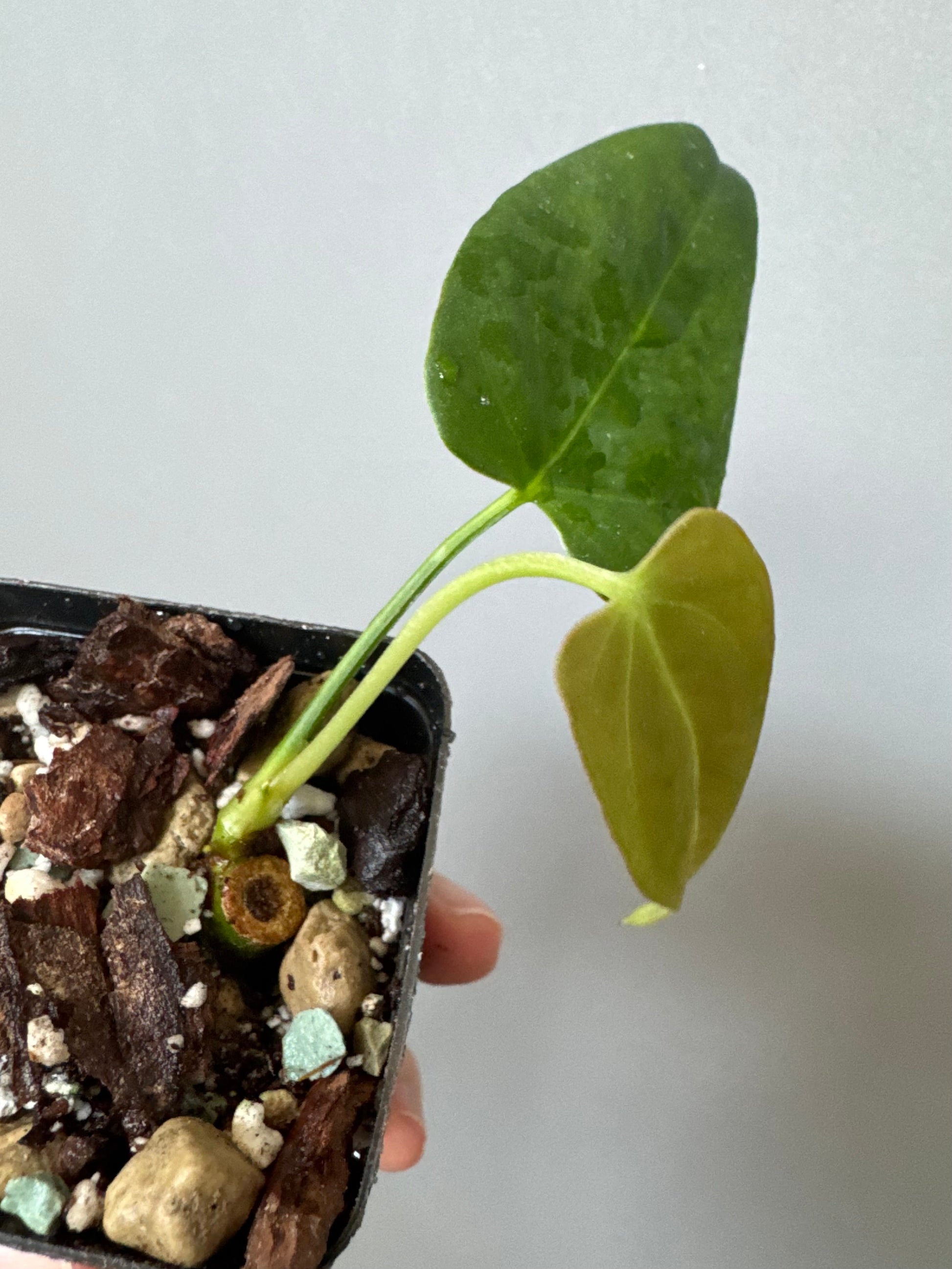 Anthurium CrystallinumX x Indo Portillae