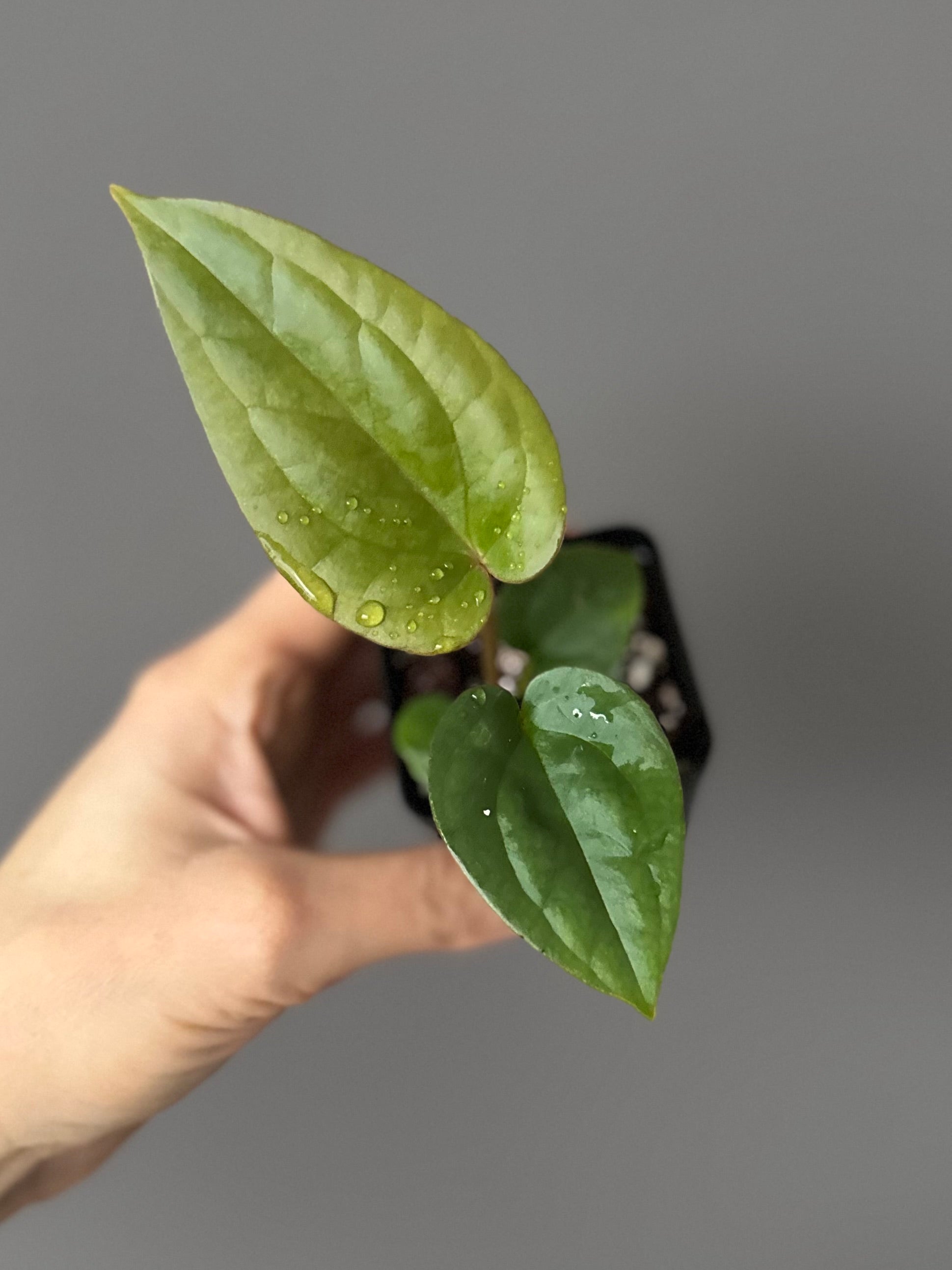 Anthurium (papillilaminum Hybrid x (KOS x Silver Blush)) X luxurians