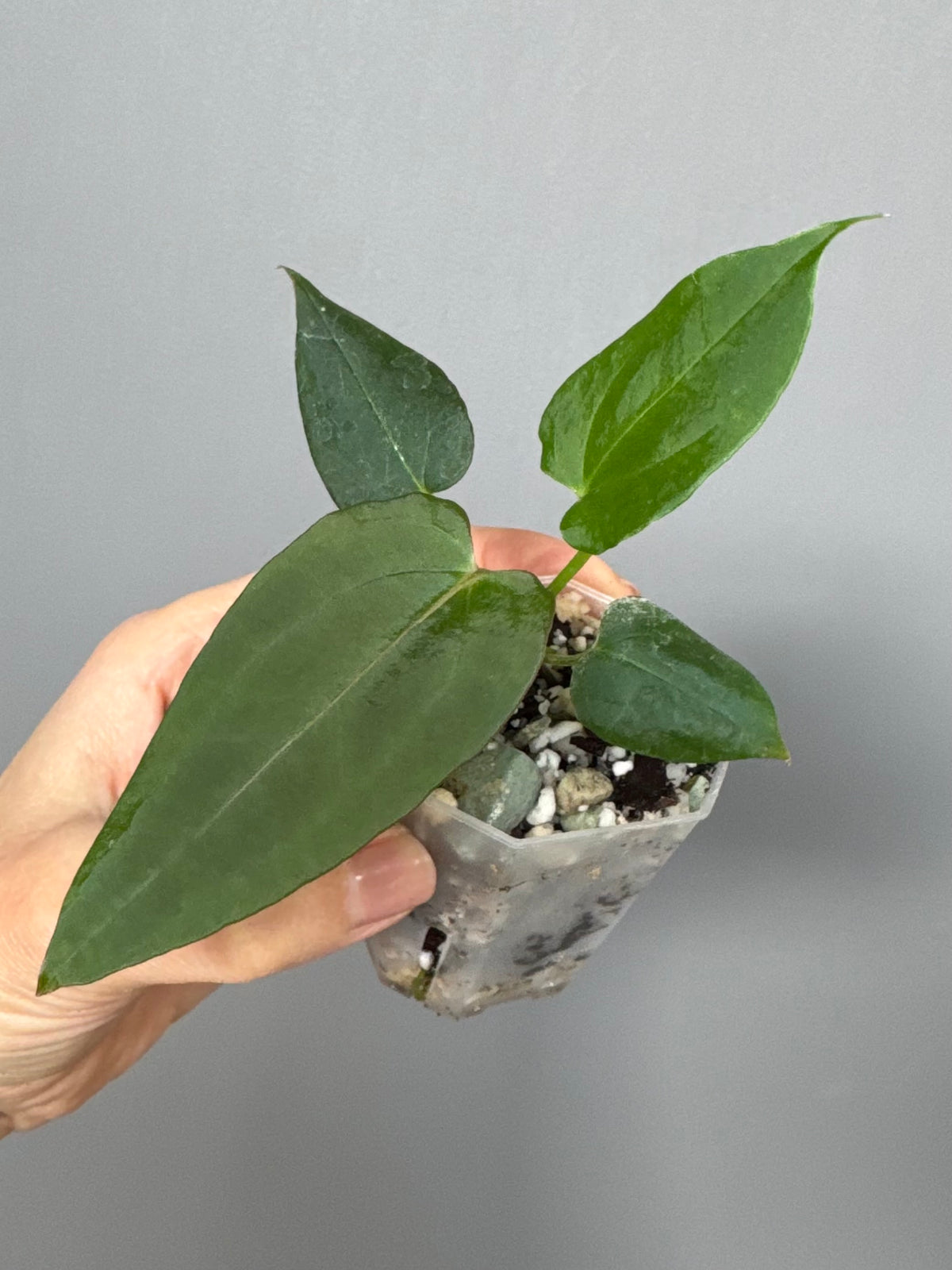 Anthurium (NoID x Papi Indo) x (DH x RVC)
