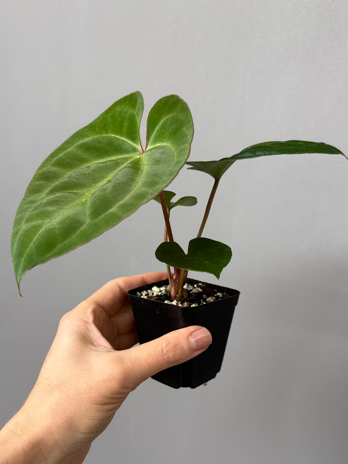 Anthurium Besseae aff. x RVDP