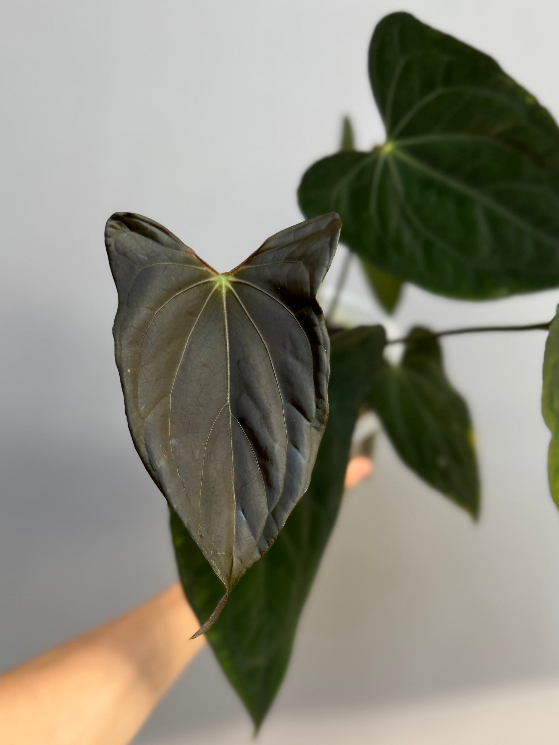 Anthurium ((papillilaminum Ralph Lynam x Fort Sherman) x carlablackiae) x RVDP (Maria)