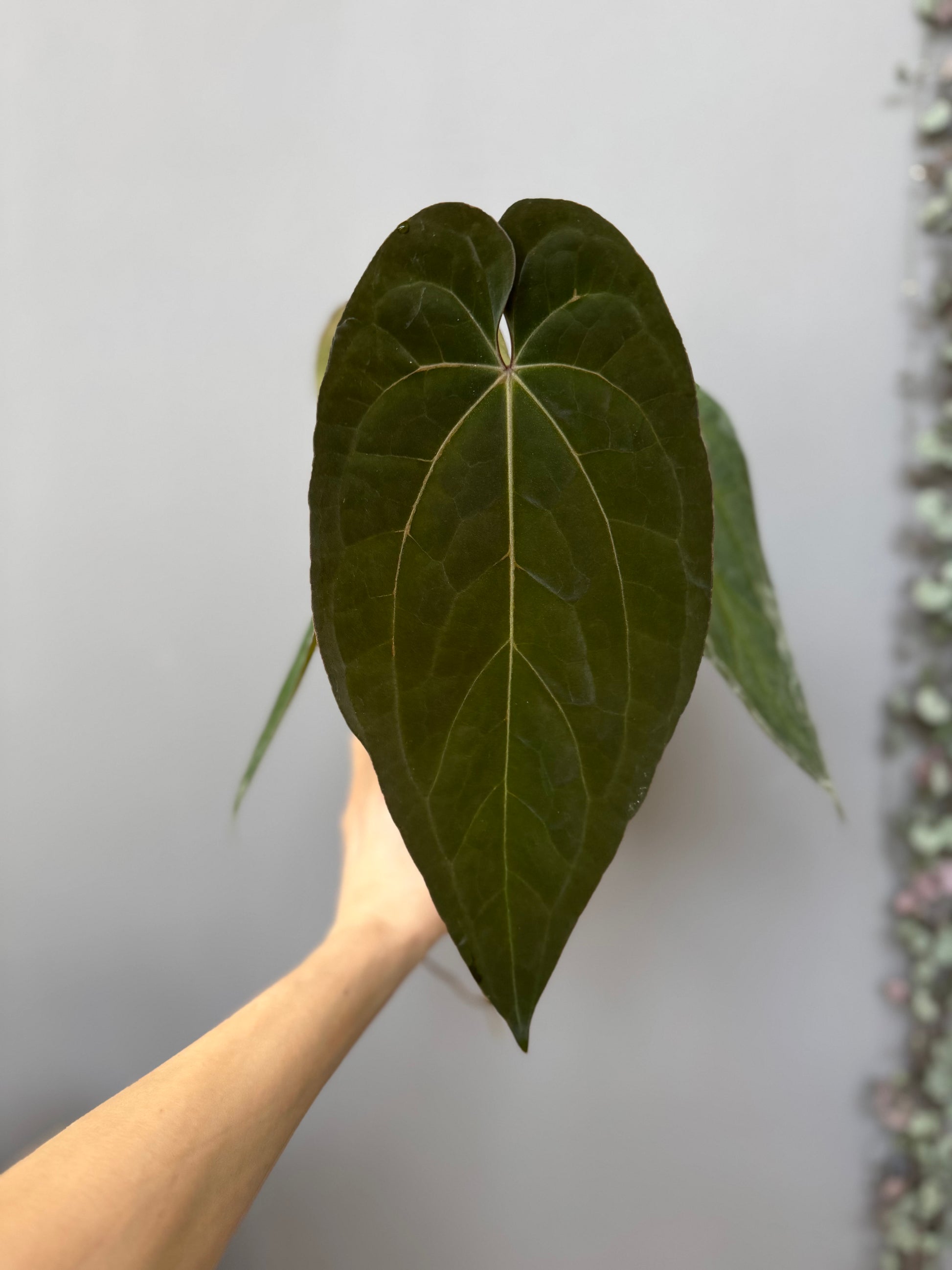 Anthurium BVEP ‘Laila’ x AOS df Tezula