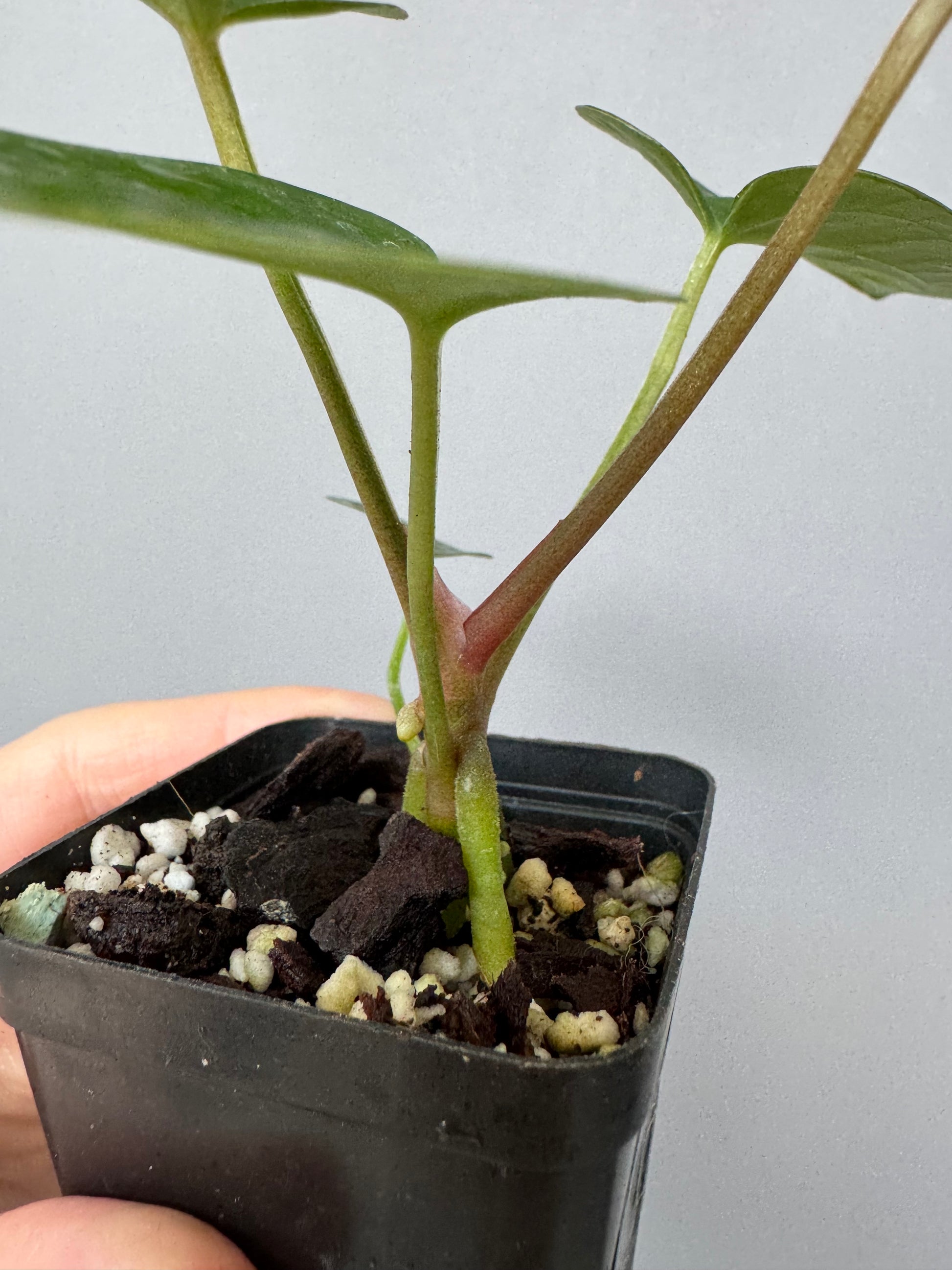 Anthurium (AOS x forgetii) x (NSE Red Crystallinum x Carlablackiae)
