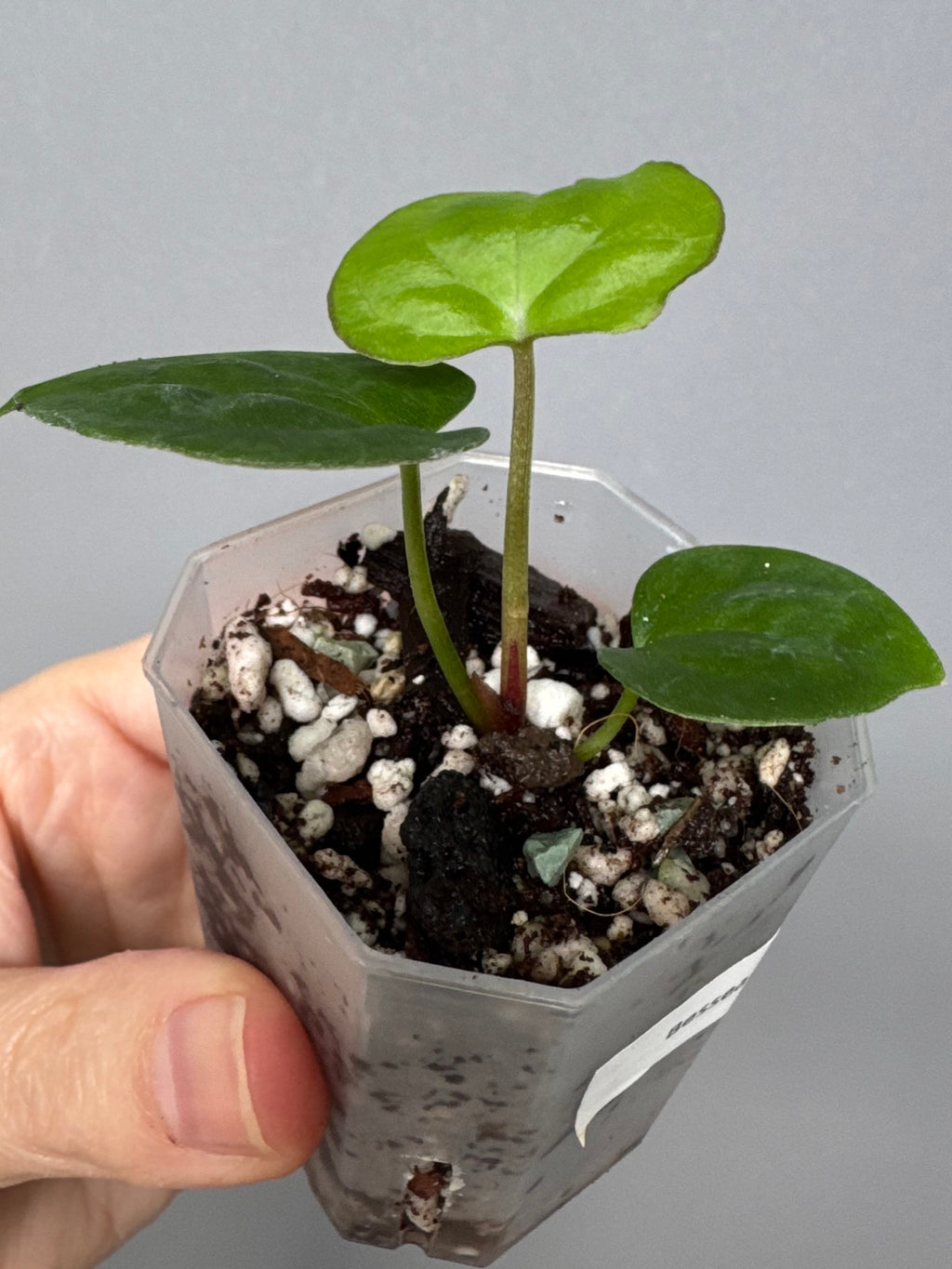 Anthurium Besseae aff. x RVDP
