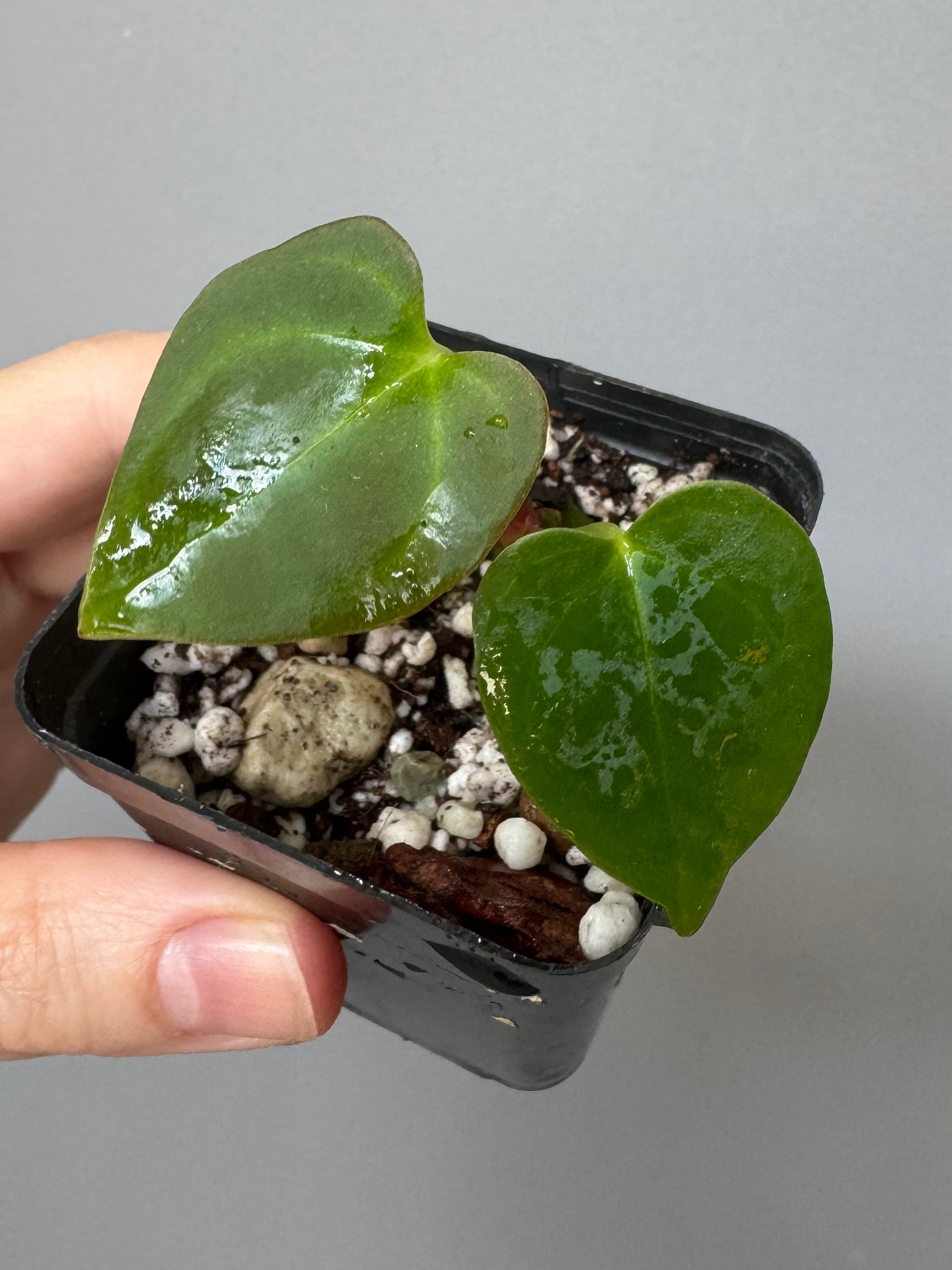 Anthurium forgetii x (besseae black x BVEP)