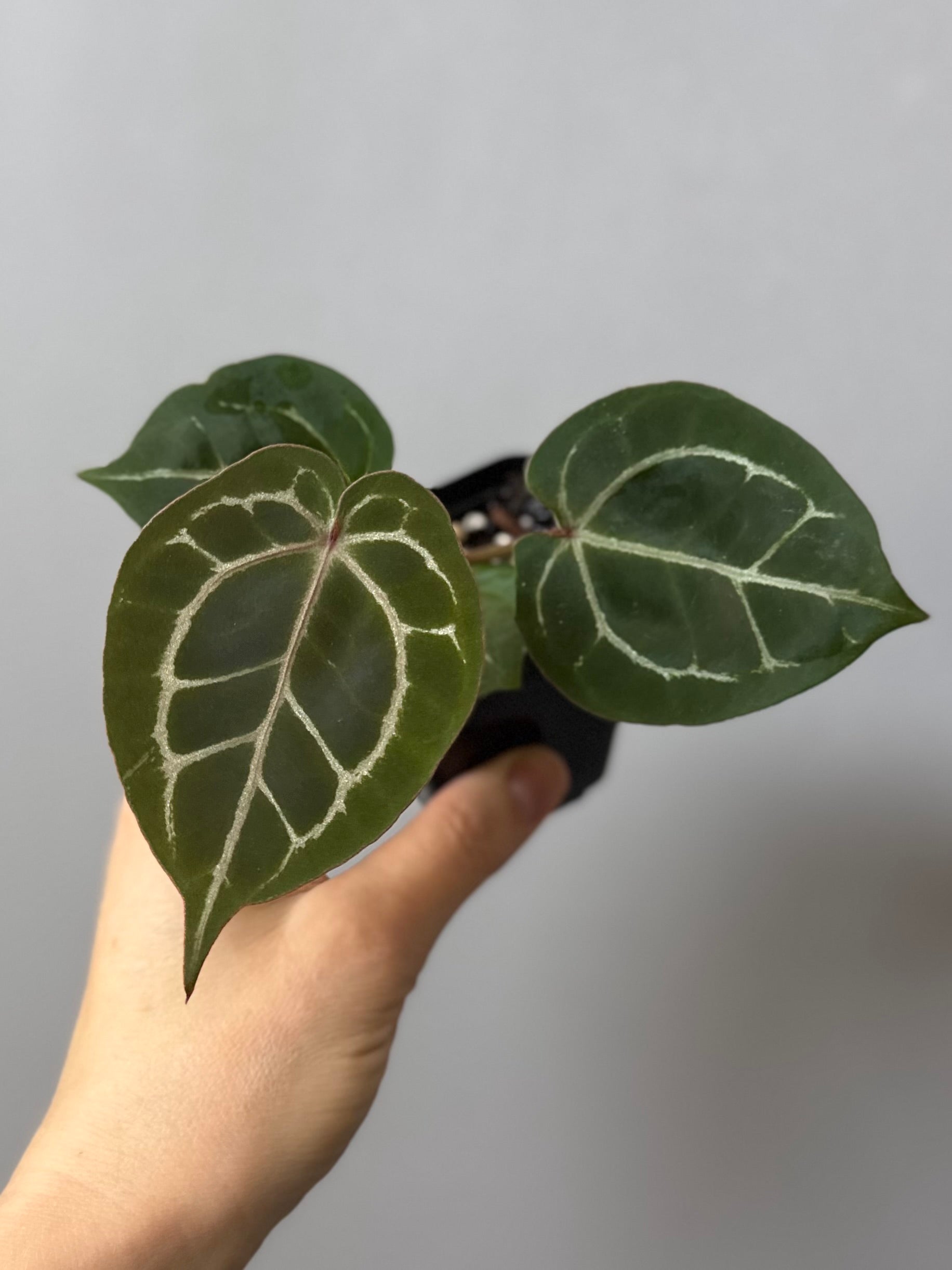 Anthurium (ZxM) x  (NSE Red Crystallinum x Carlablackiae)