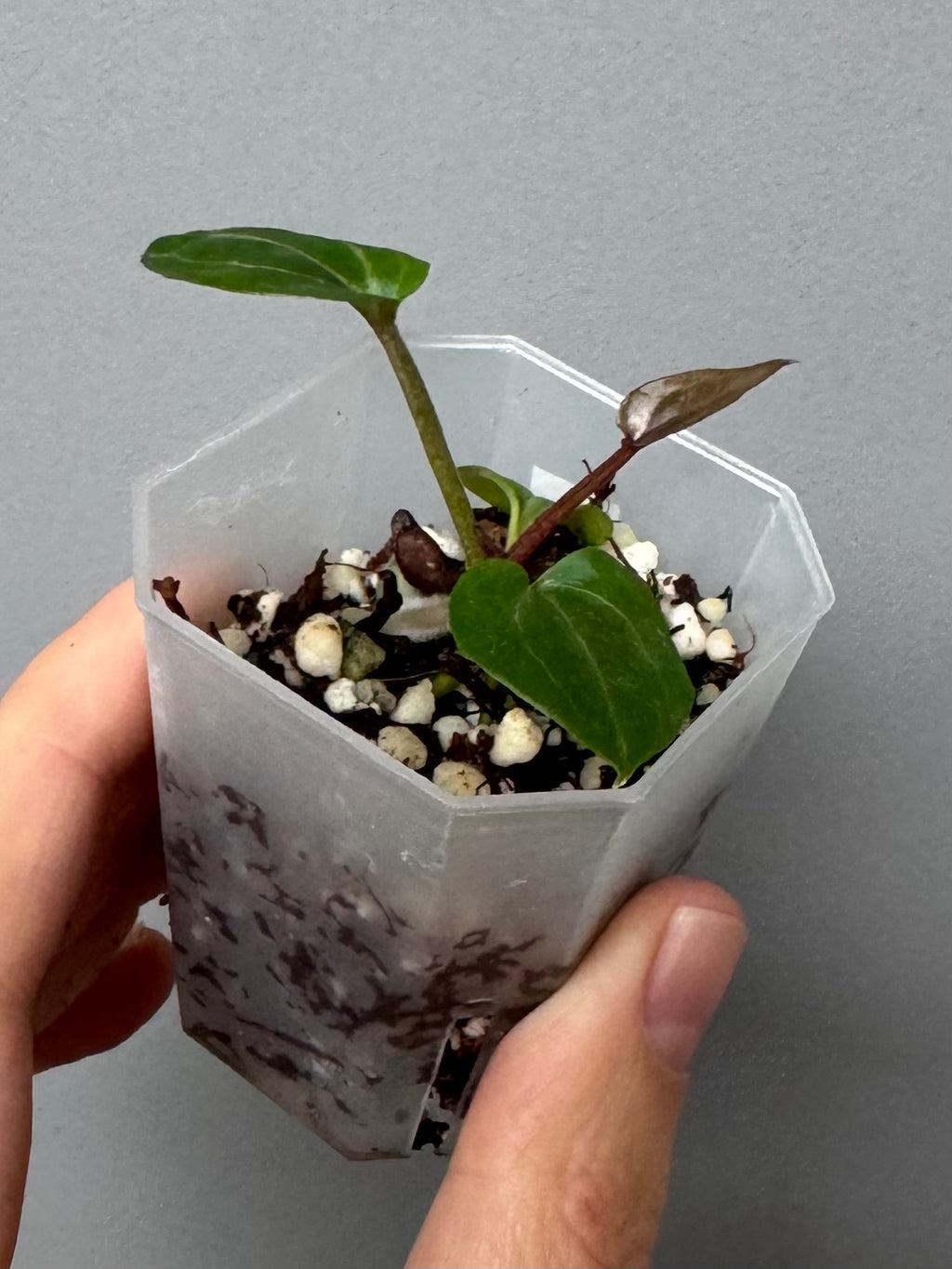 Anthurium Crystallinum Select Color x M