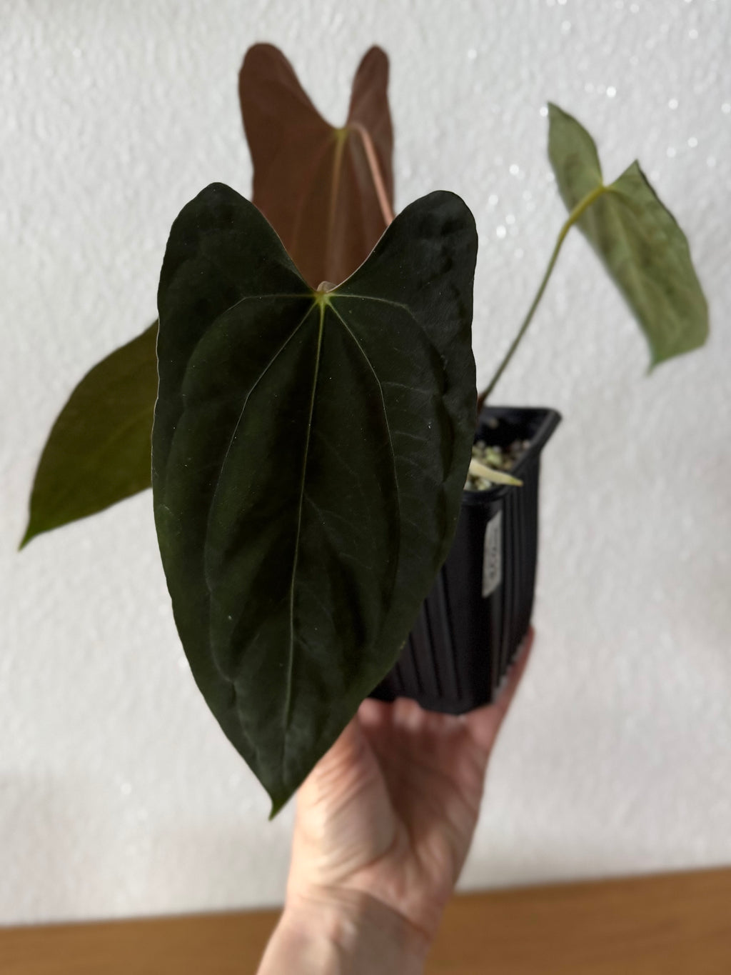 Anthurium papillilaminum ‚Fort Sherman‘ Klon