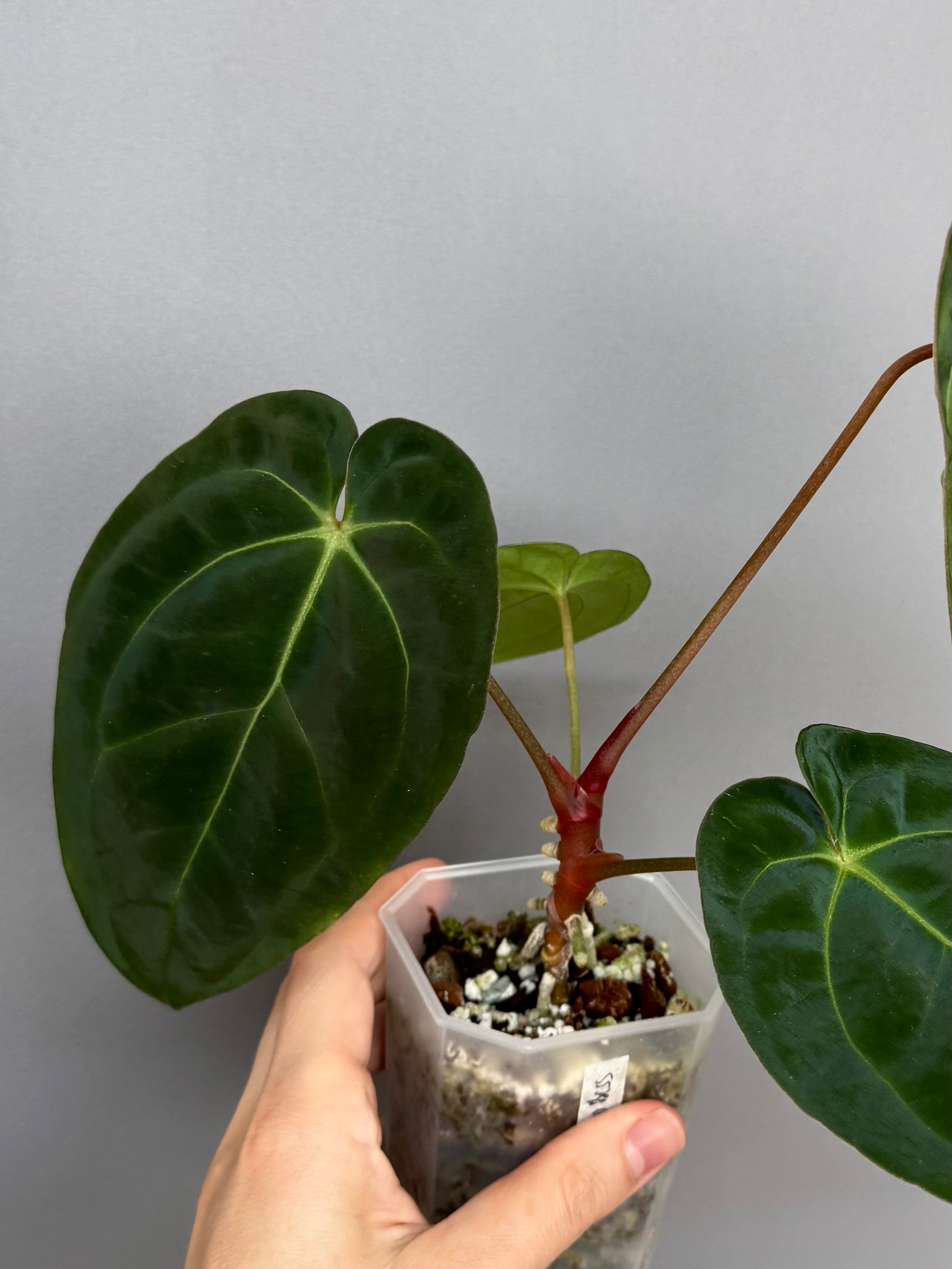 Anthurium papillilaminum x besseae aff. - Plant A
