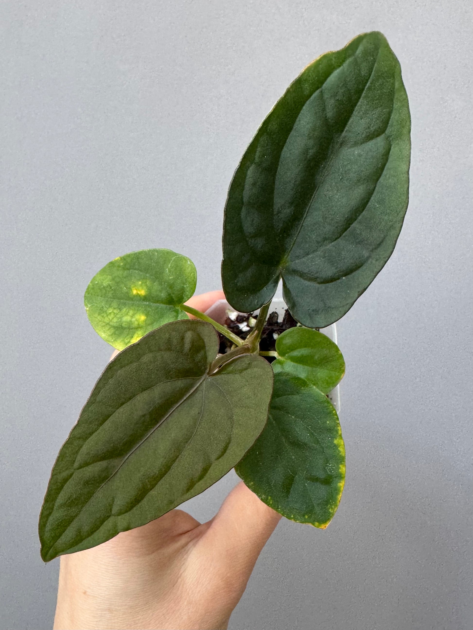 Anthurium Dressleri (F2 dark x black select) x F1B (Grant)
