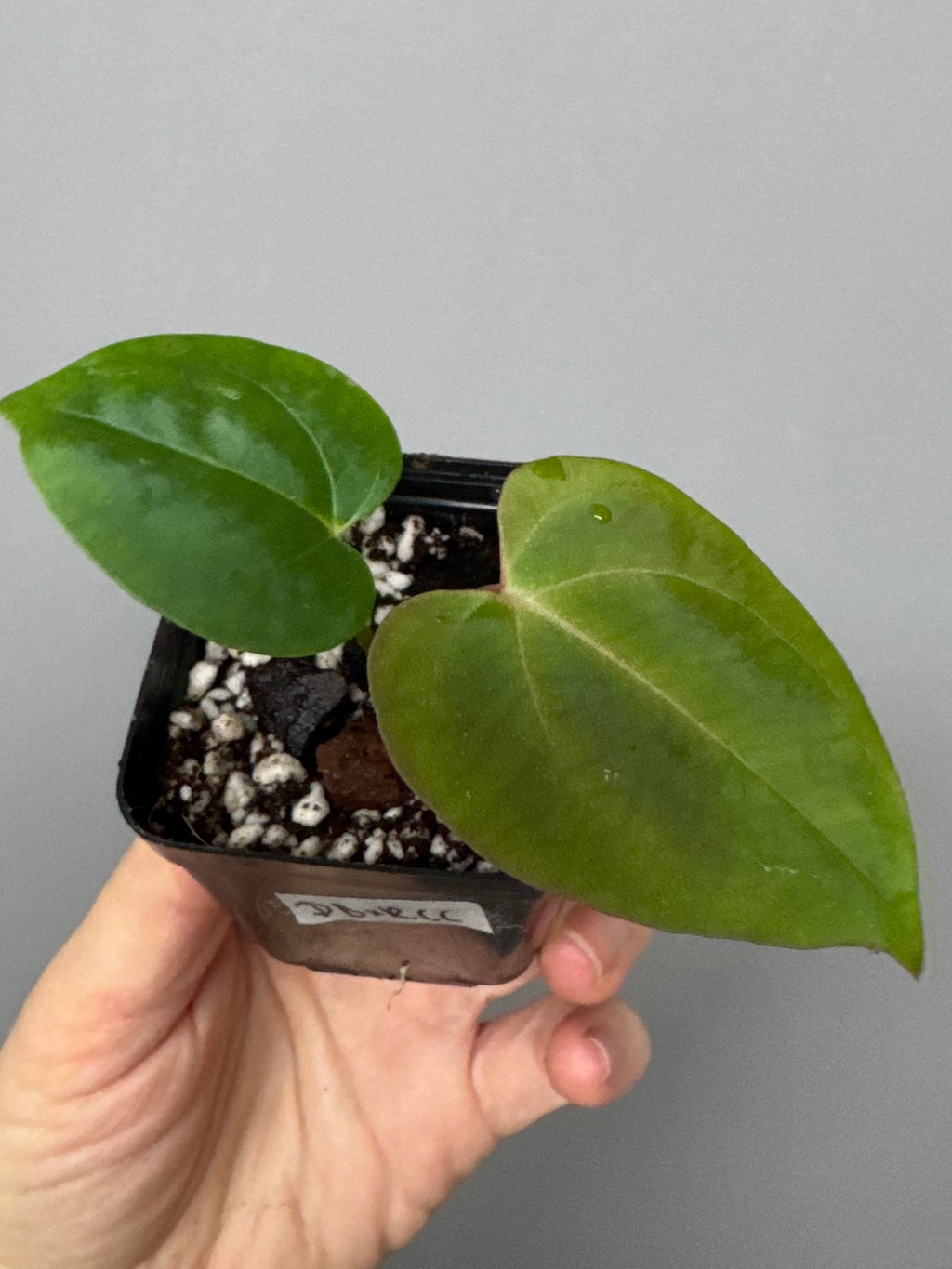 Anthurium (Papillilaminum Daniel x Besseae aff.) x  (NSE Red Crystallinum x Carlablackiae)