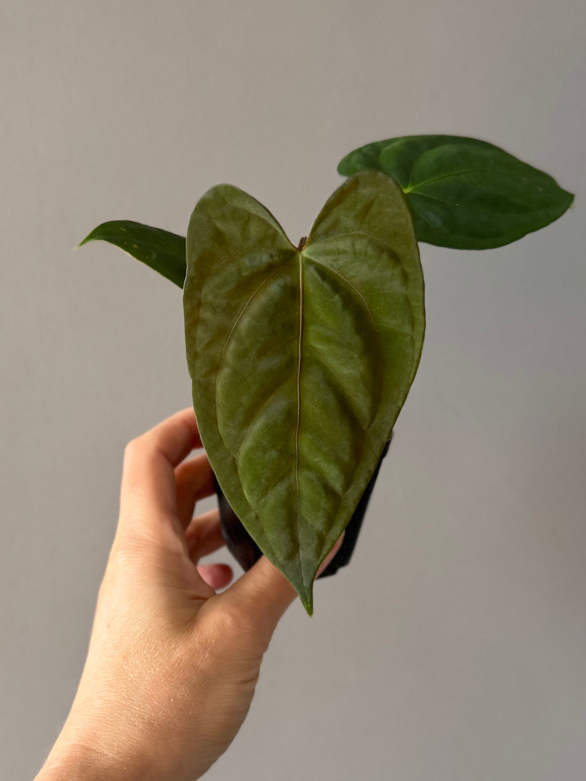 Anthurium Dark Phoenix xself