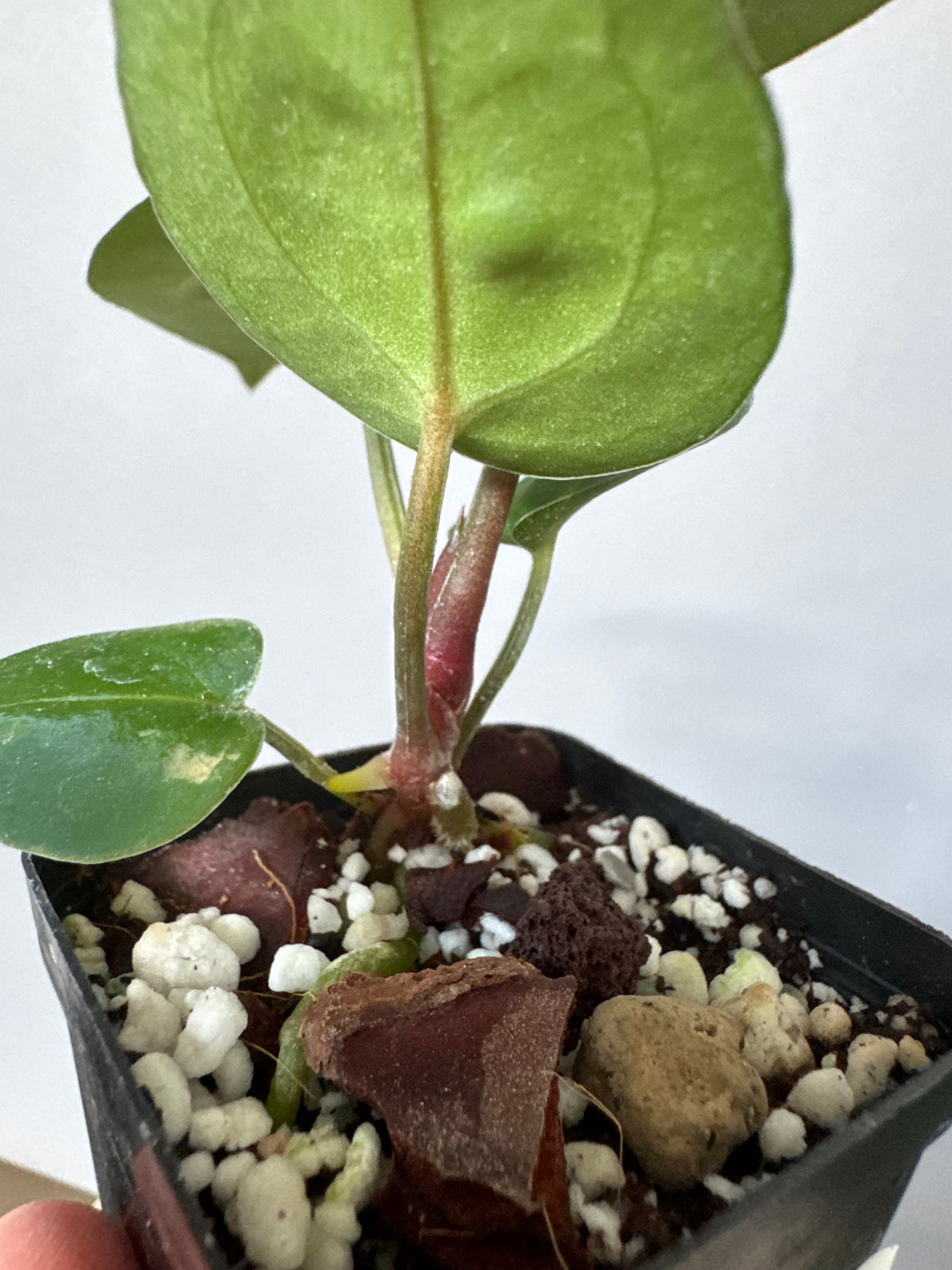 Anthurium (ZxM) x (NSE Red Crystallinum x Carlablackiae)