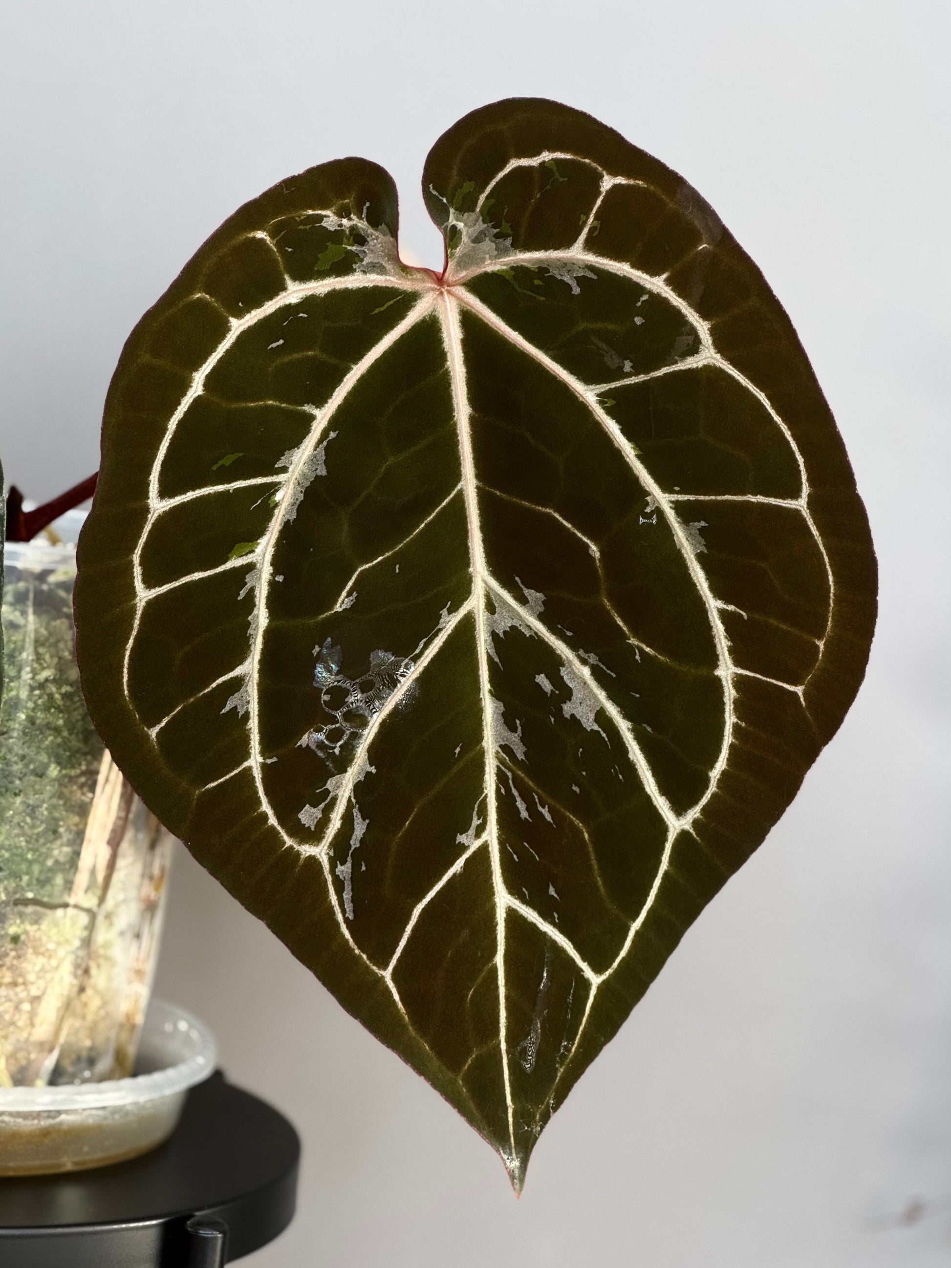 Anthurium (AOS x forgetii) x (NSE Red Crystallinum x carlablackiae)- germinated seeds
