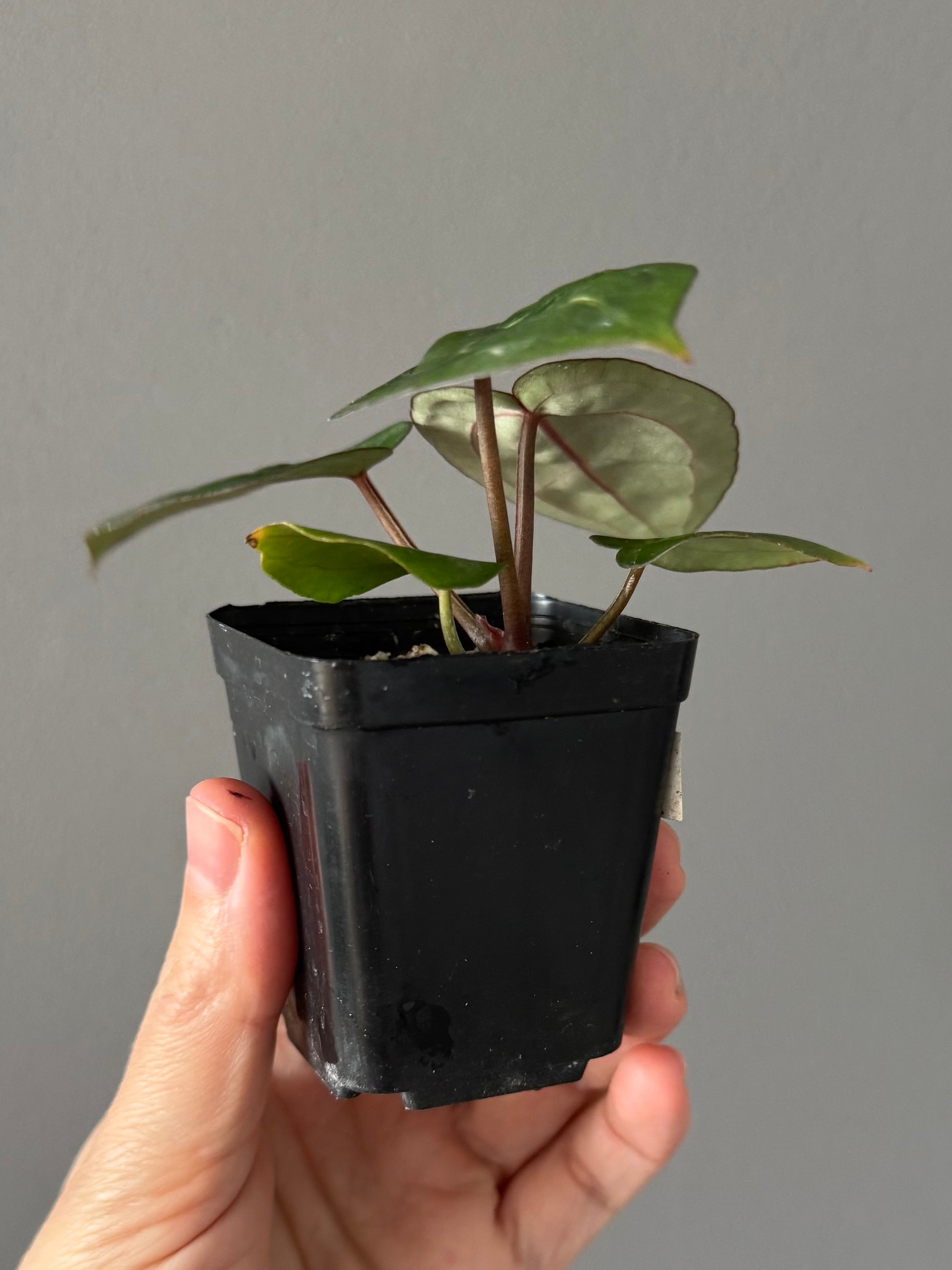 Anthurium (ZxM) x  (NSE Red Crystallinum x Carlablackiae)