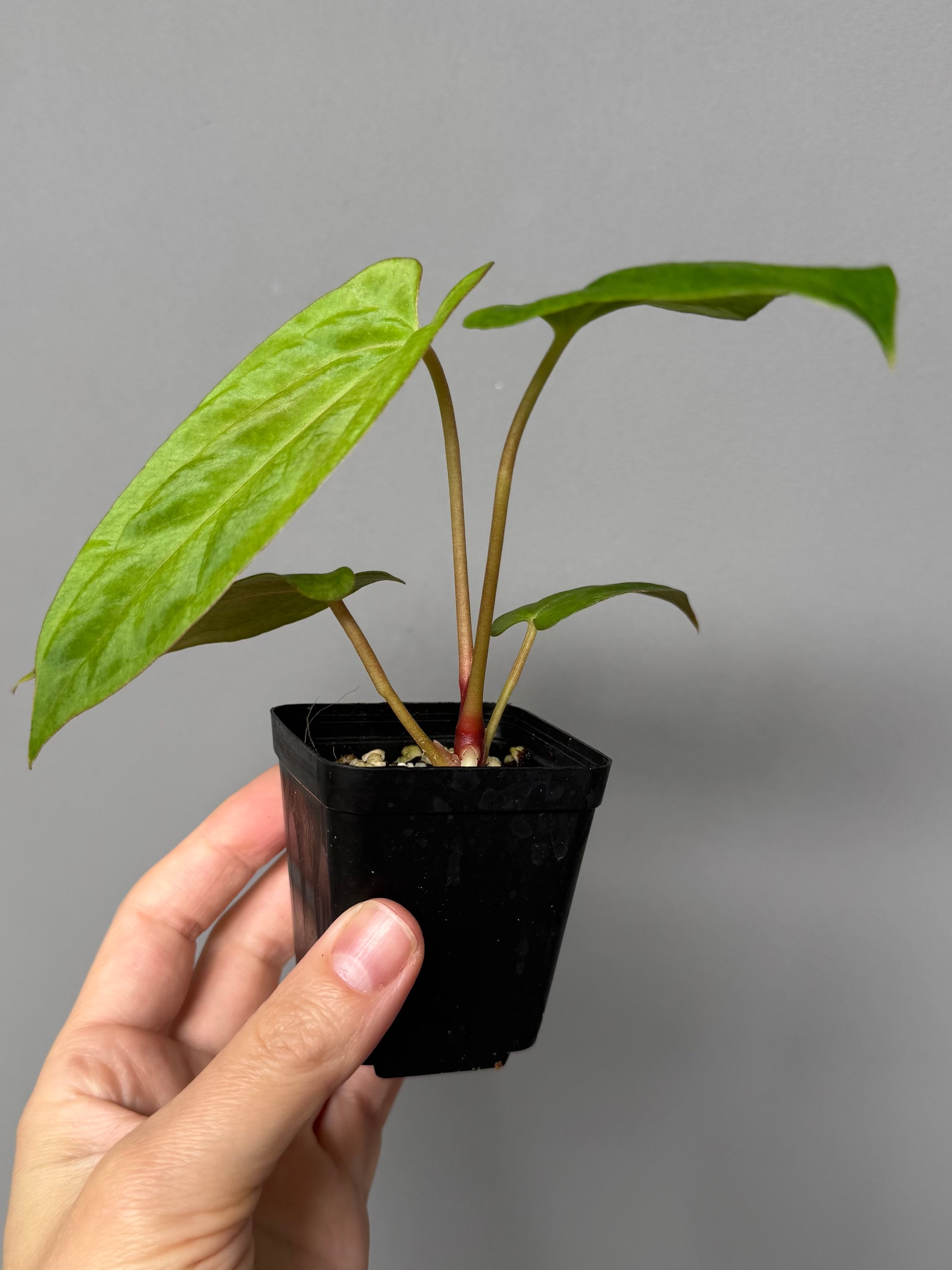 Anthurium NoID x Papi Indo (Thilo)