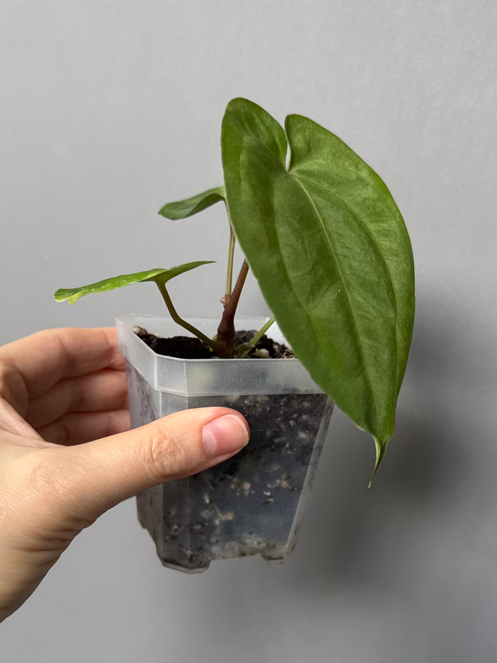 Anthurium Besseae aff. x Papillilaminum