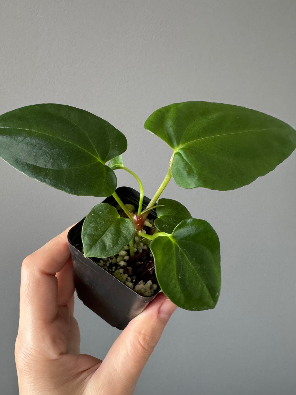 Anthurium (NoID x Papi Indo #2) x  (NoID x Papi Indo #1)